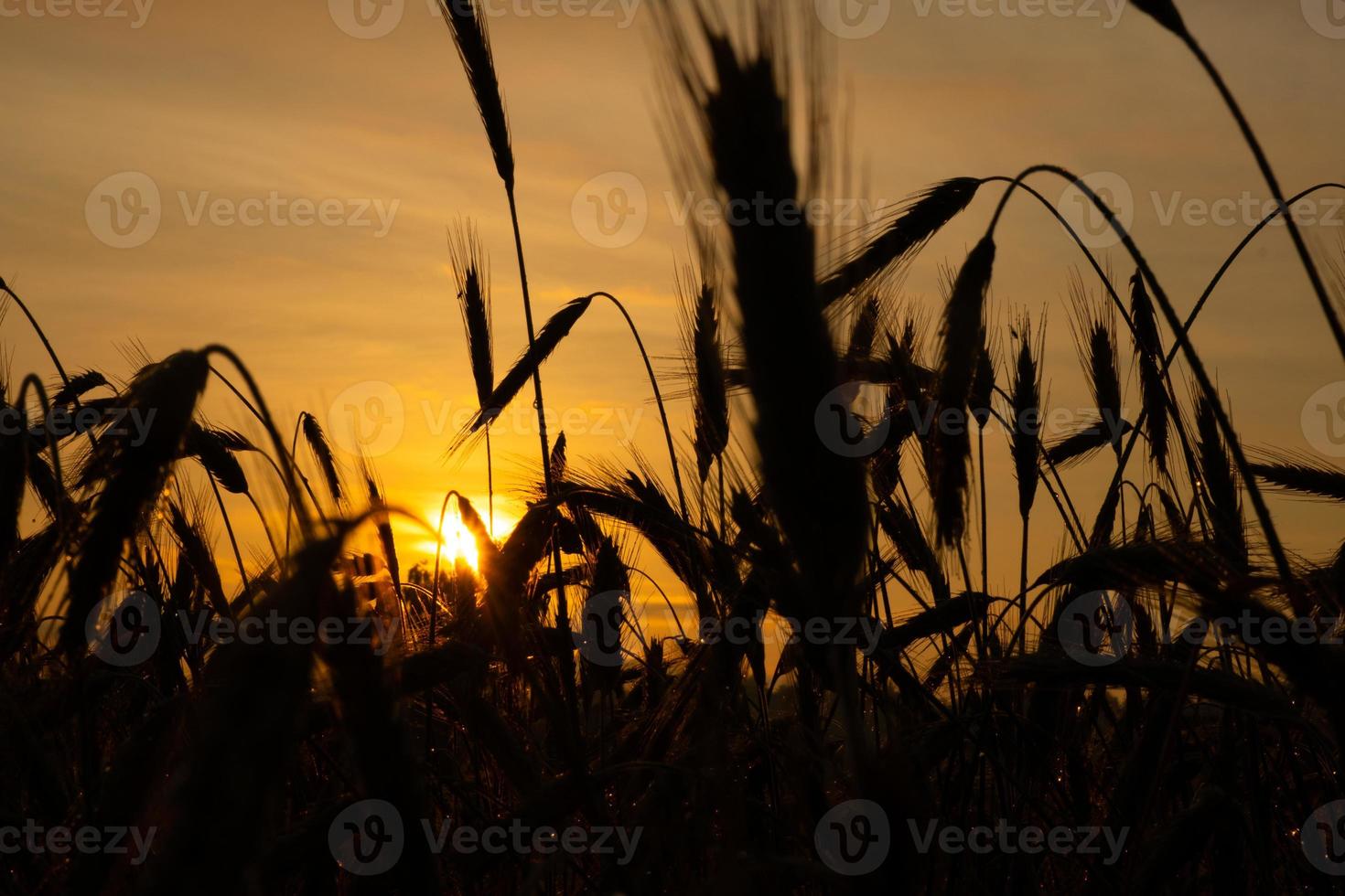 Espiguillas de trigo de cerca en los rayos del sol amarillo cálido al amanecer, amanecer sobre un campo de trigo en el campo foto