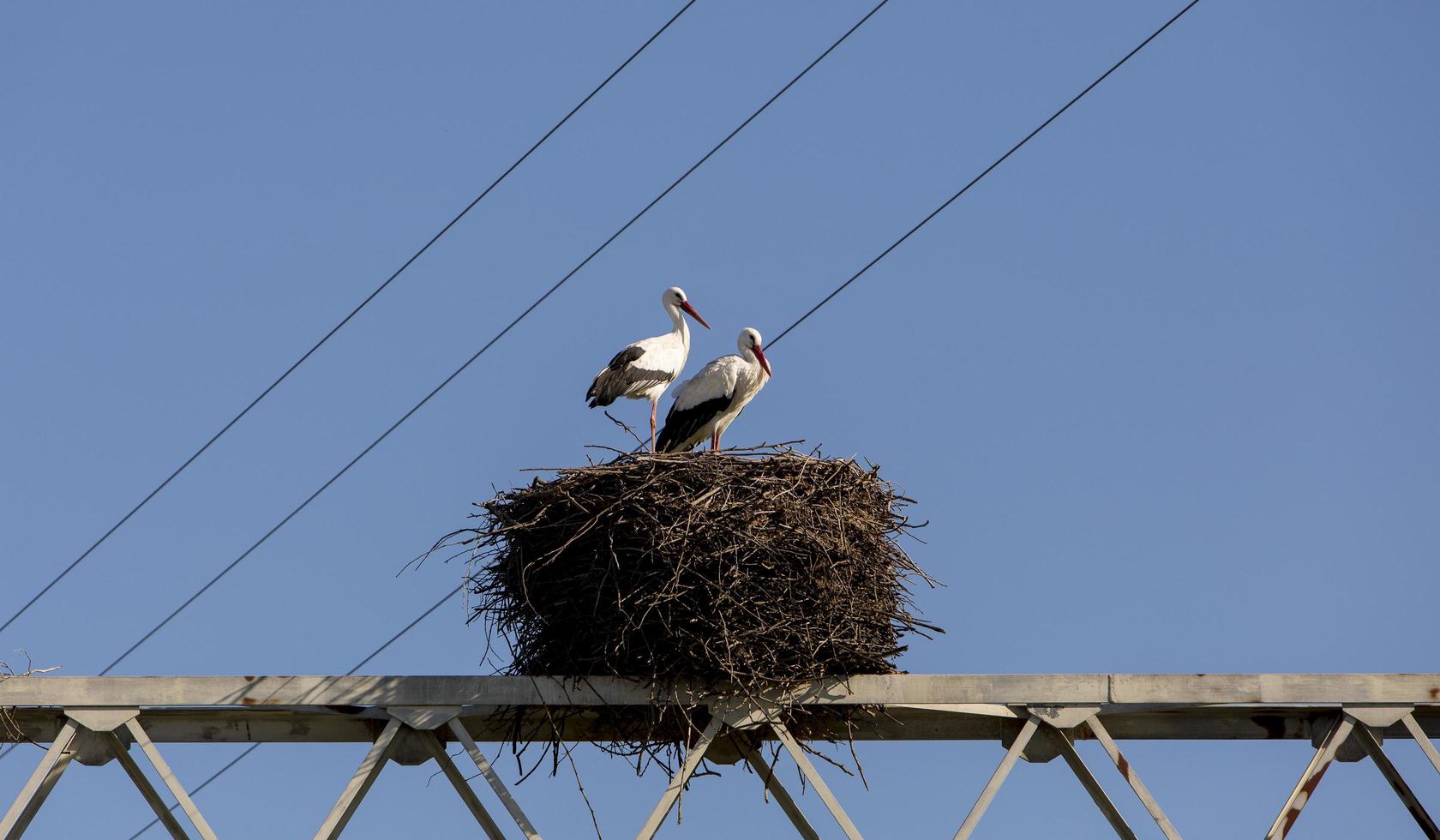 Pareja de cigüeñas en su nido en Aveiro, Portugal foto