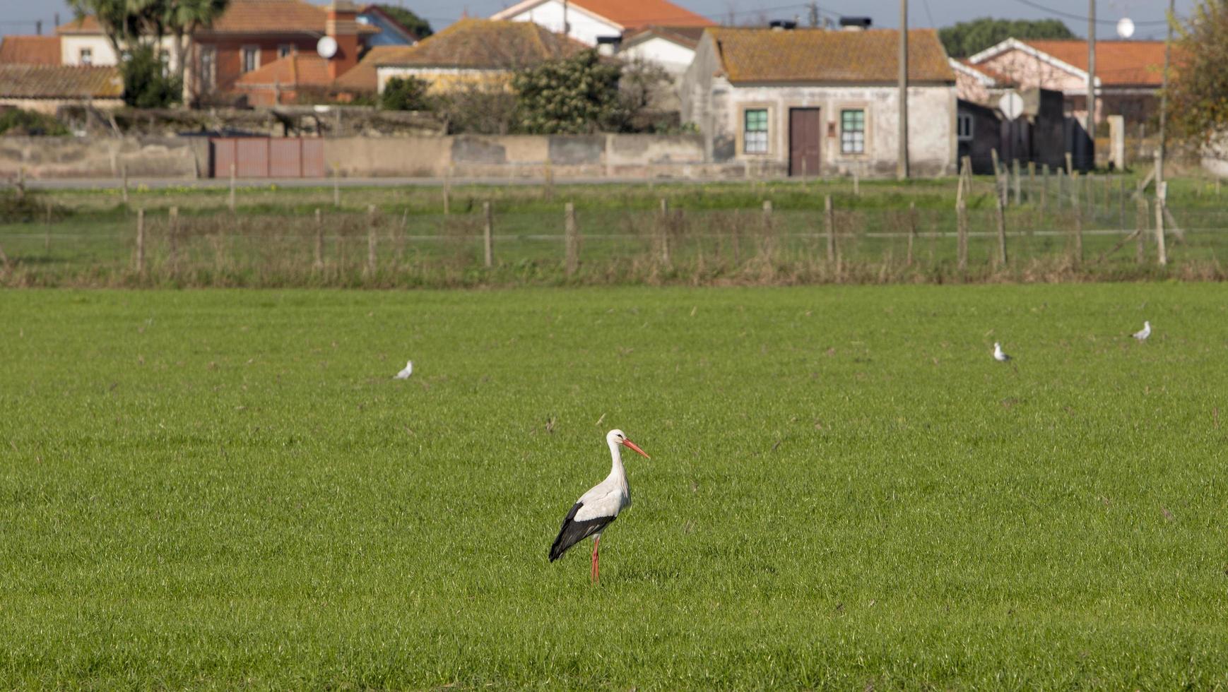 Storks in the meadow in Aveiro, Portugal photo