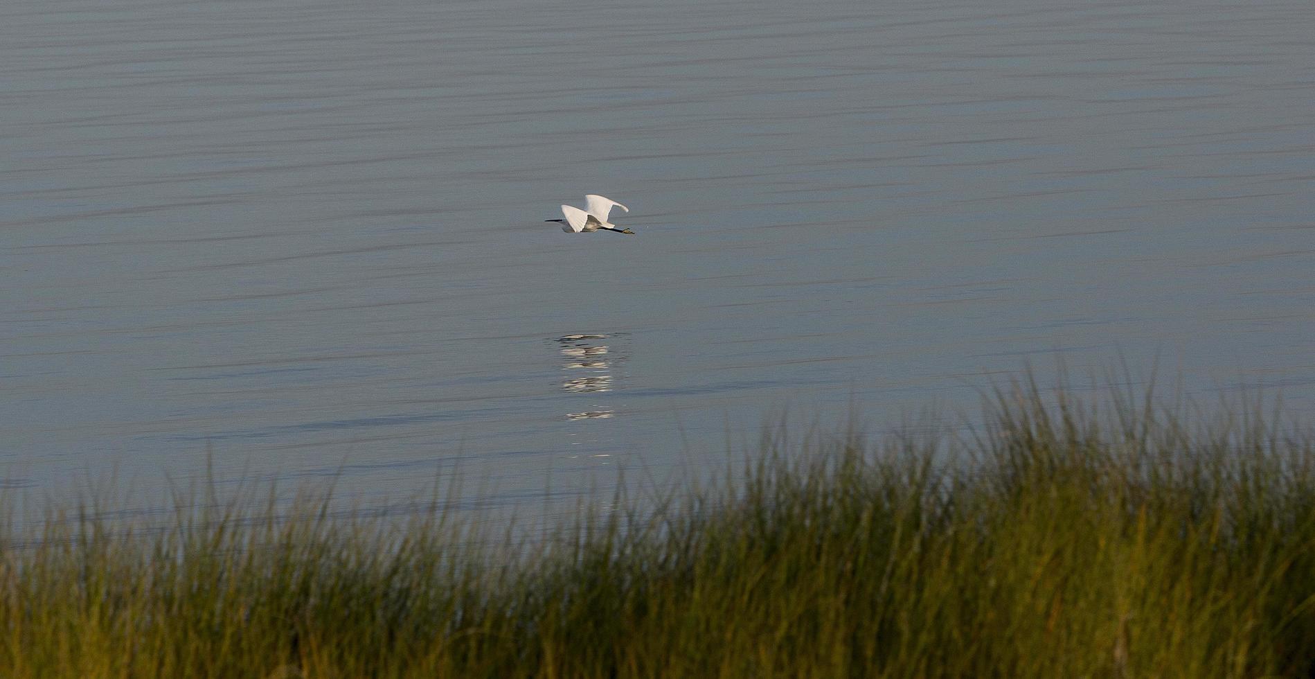 Garza blanca volando en la Ría de Aveiro en Portugal foto