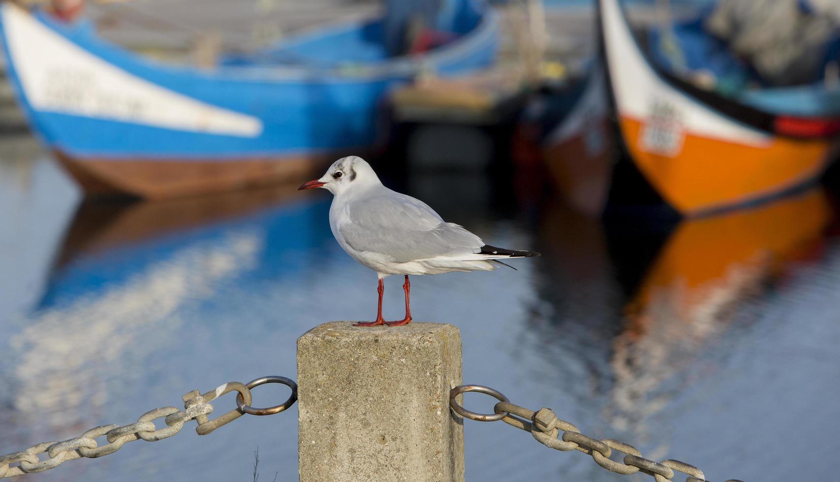 Seagull gulls in the Ria de Aveiro in Portugal photo