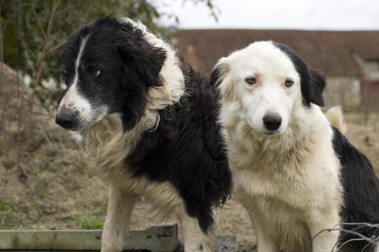 Two dogs in the French countryside that look very sad. photo