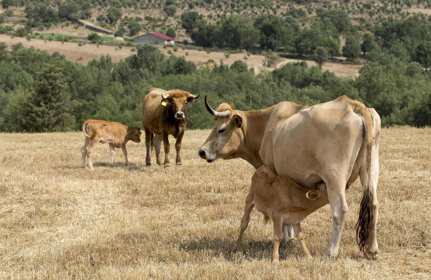 Cow suckling her little calf in Portugal photo