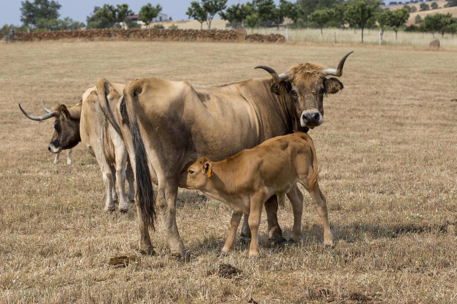 vaca amamantando a su pequeño ternero en portugal foto