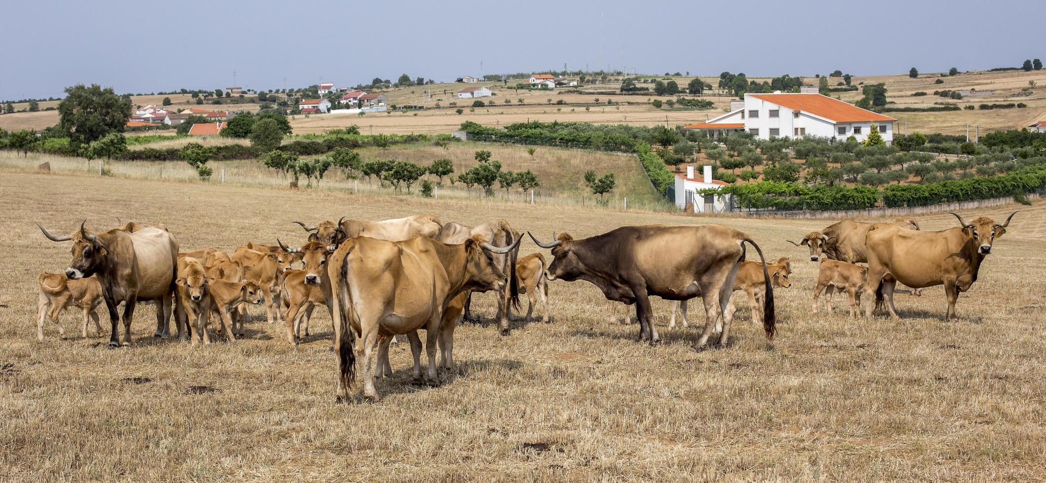 Herd of Mirandesa breed cows in Portugal photo