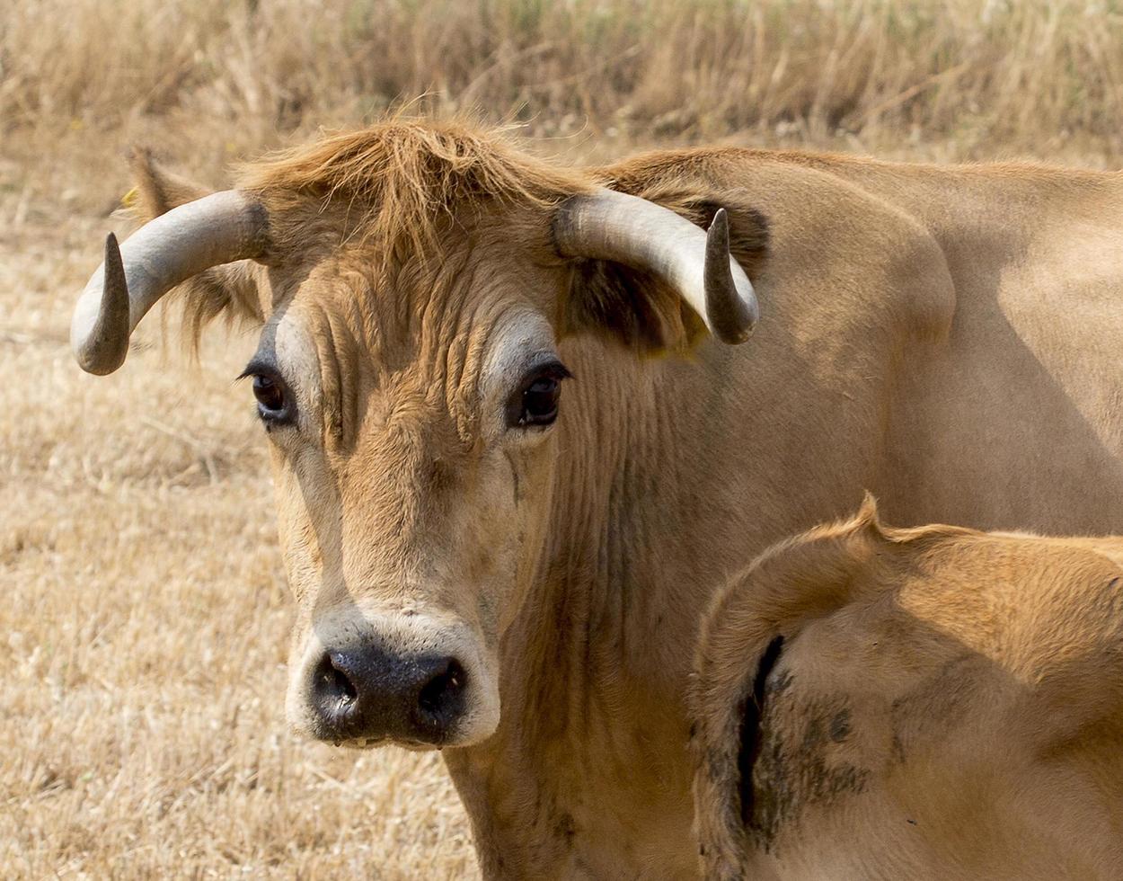 Herd of Mirandesa breed cows in Portugal photo