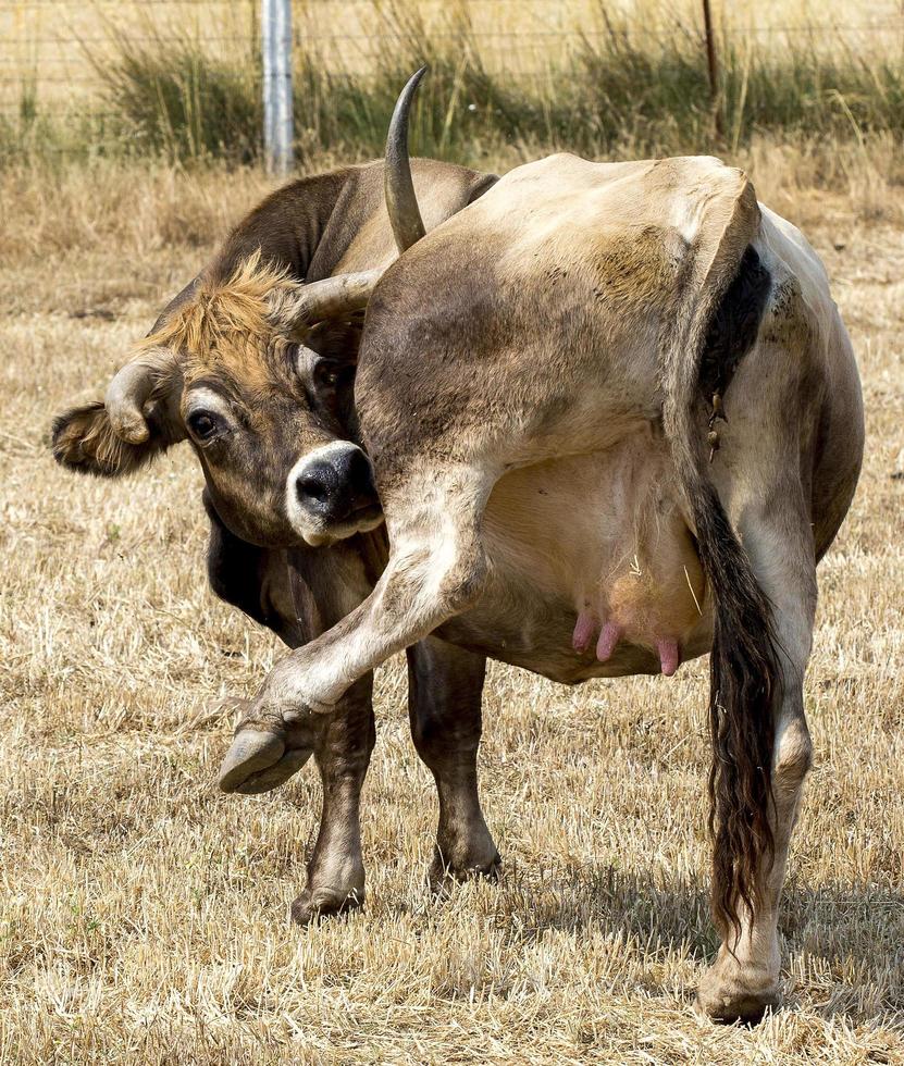 Mirandesa breed cow in Portugal photo