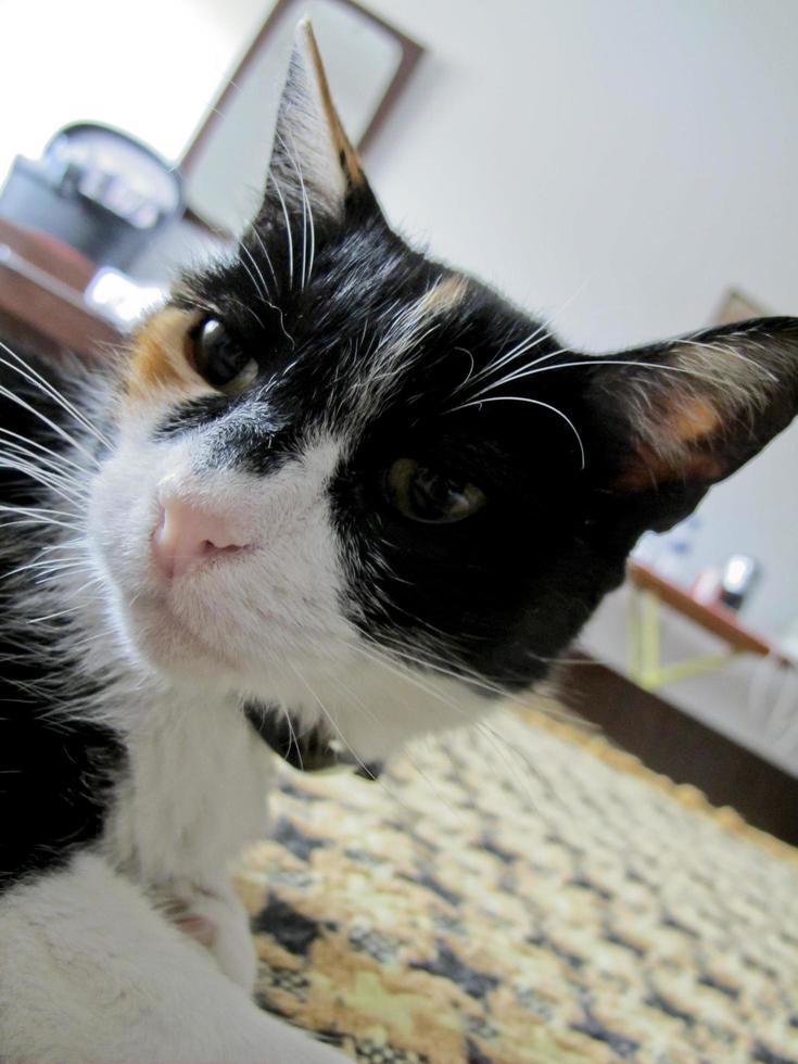 A kitten with a pink muzzle and long ears is wary of the camera, Portugal photo