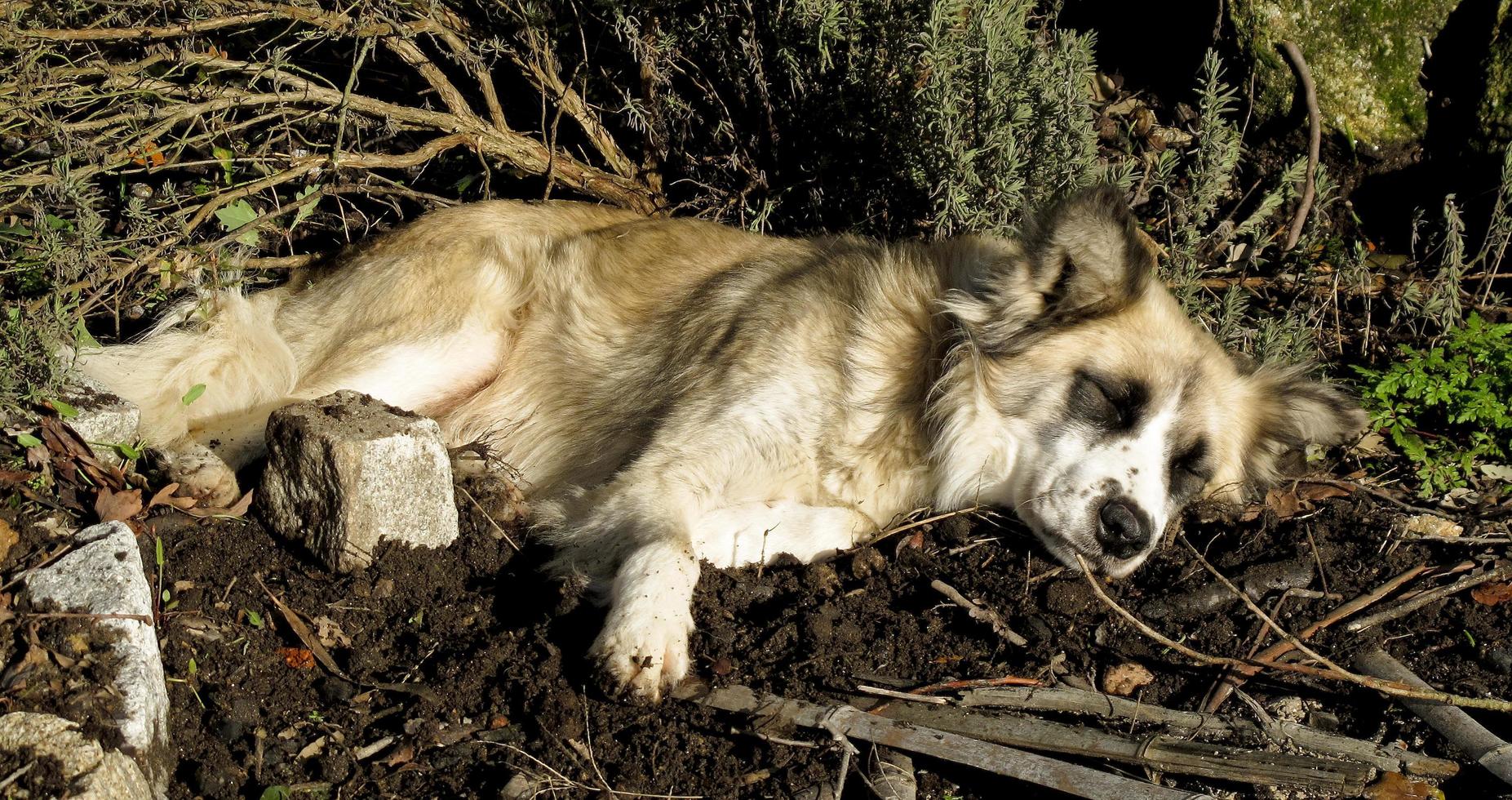 Un perro descansa en un jardín en Portugal foto