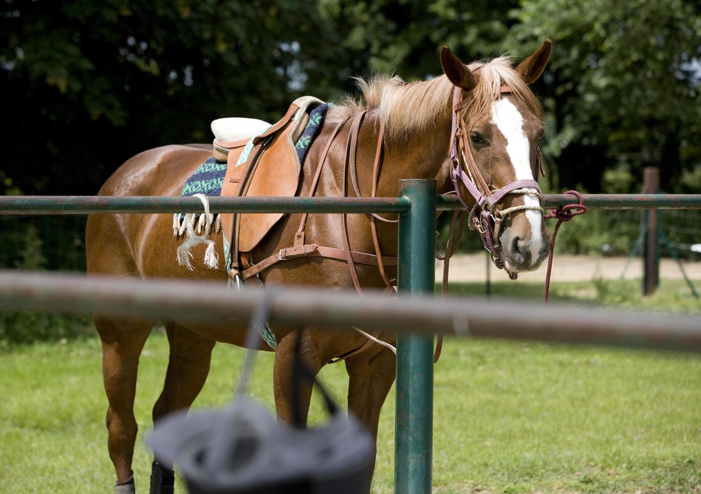 Polo horse waiting his turn photo