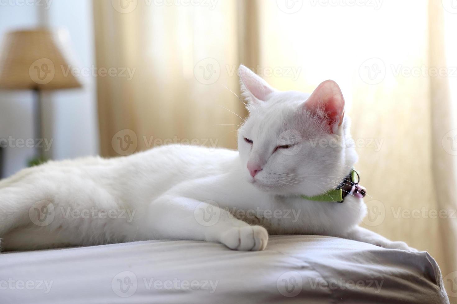 gato en la casa foto