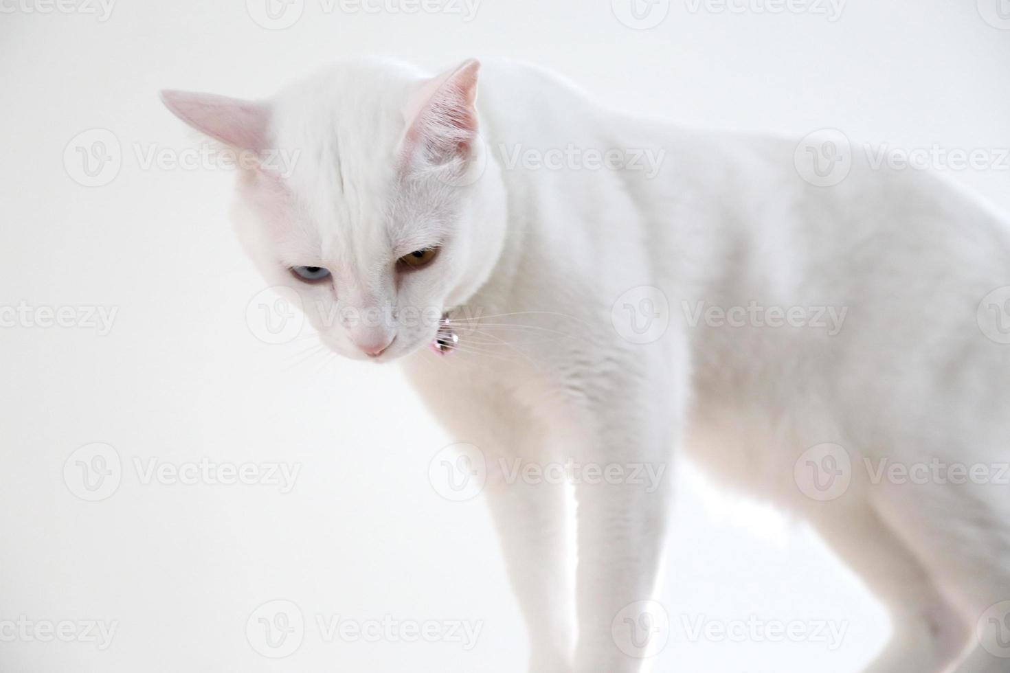 gato en la casa foto