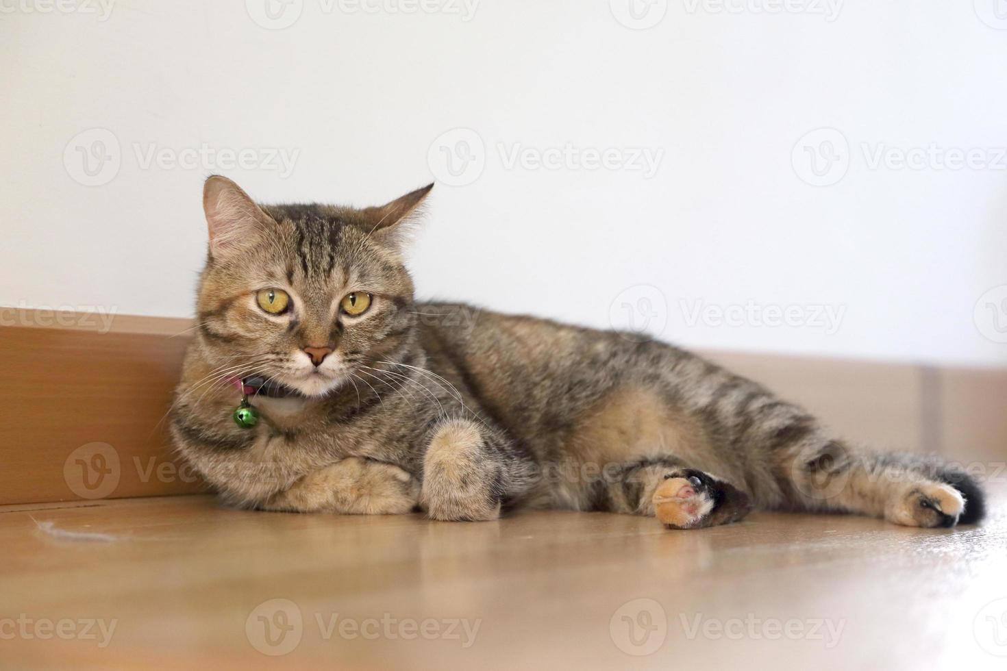 gato en la casa foto