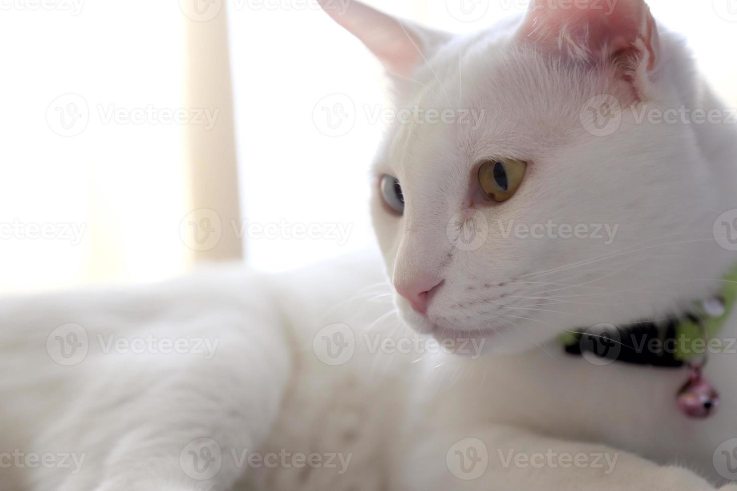 Cat in The House photo