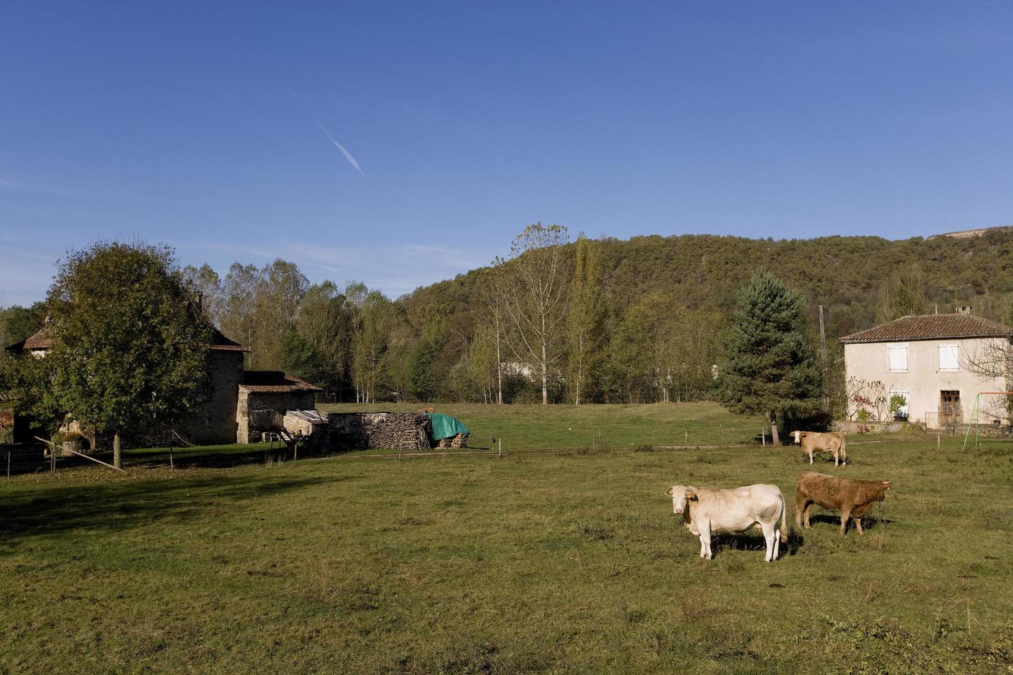 Granja de ganado en el lote, Francia foto
