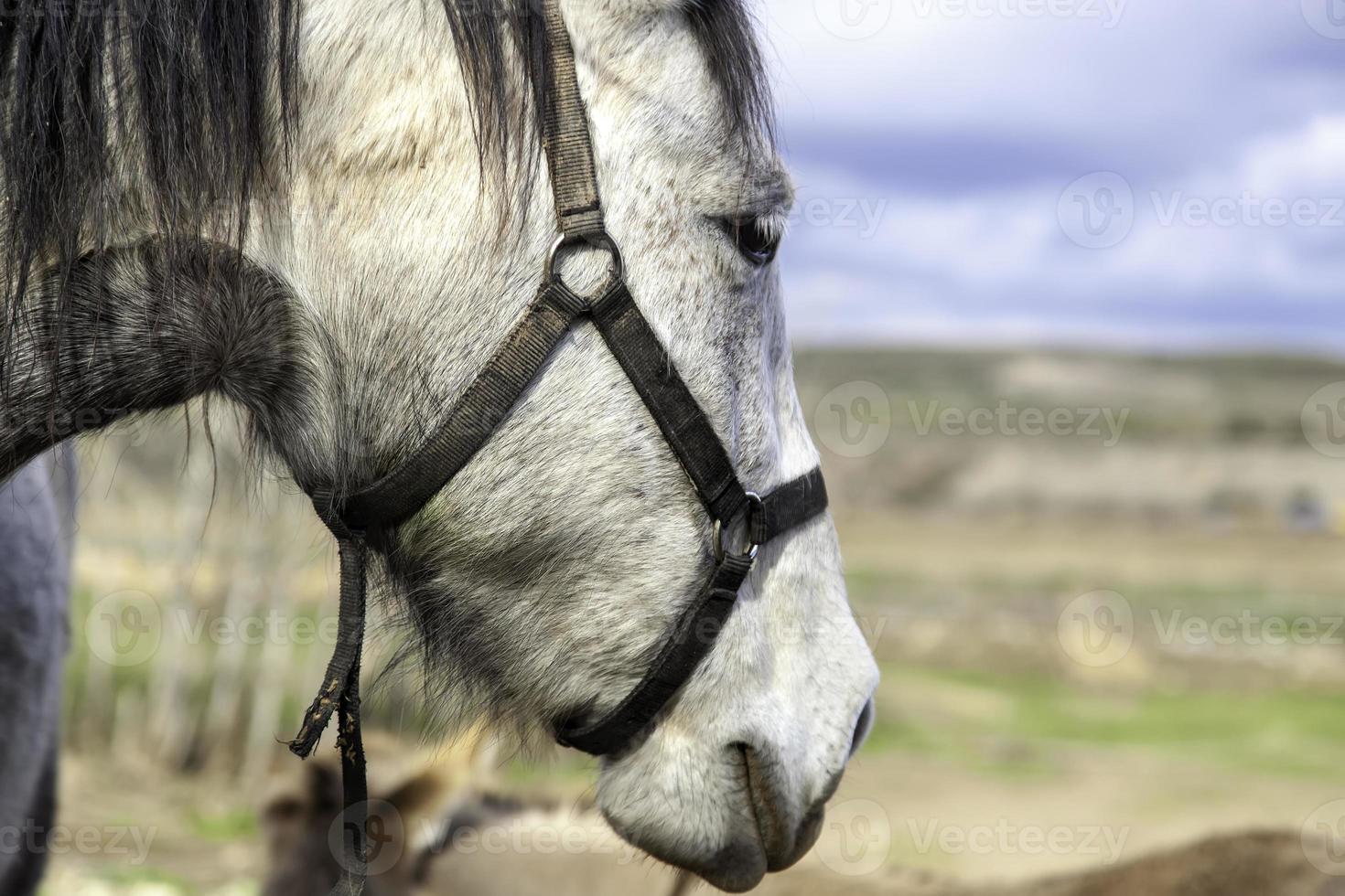 bosque de caballos salvajes foto