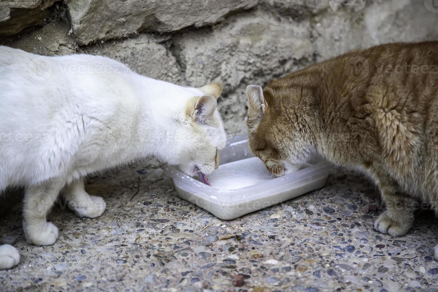 Cats drinking milk photo