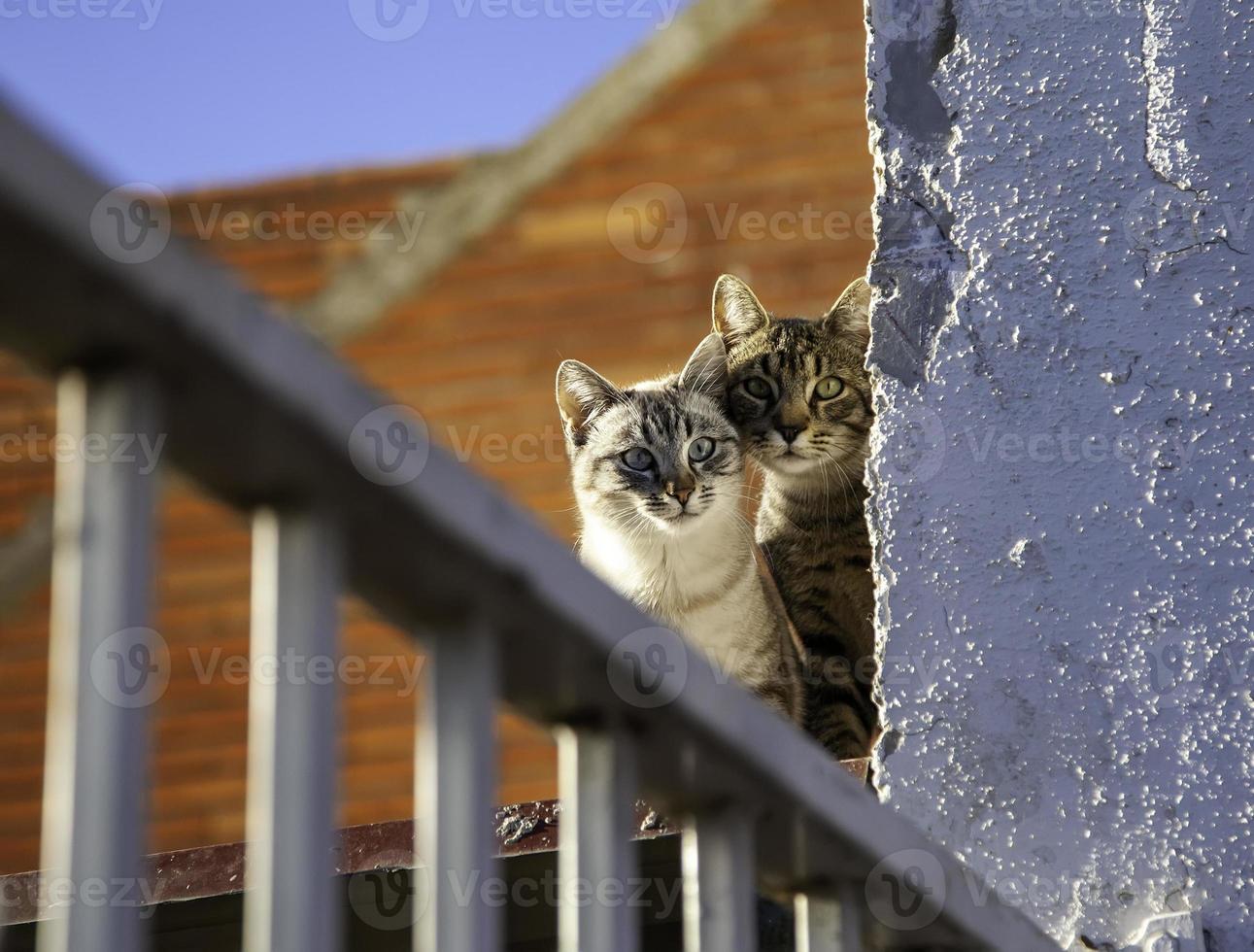 gatos escondidos en la pared foto