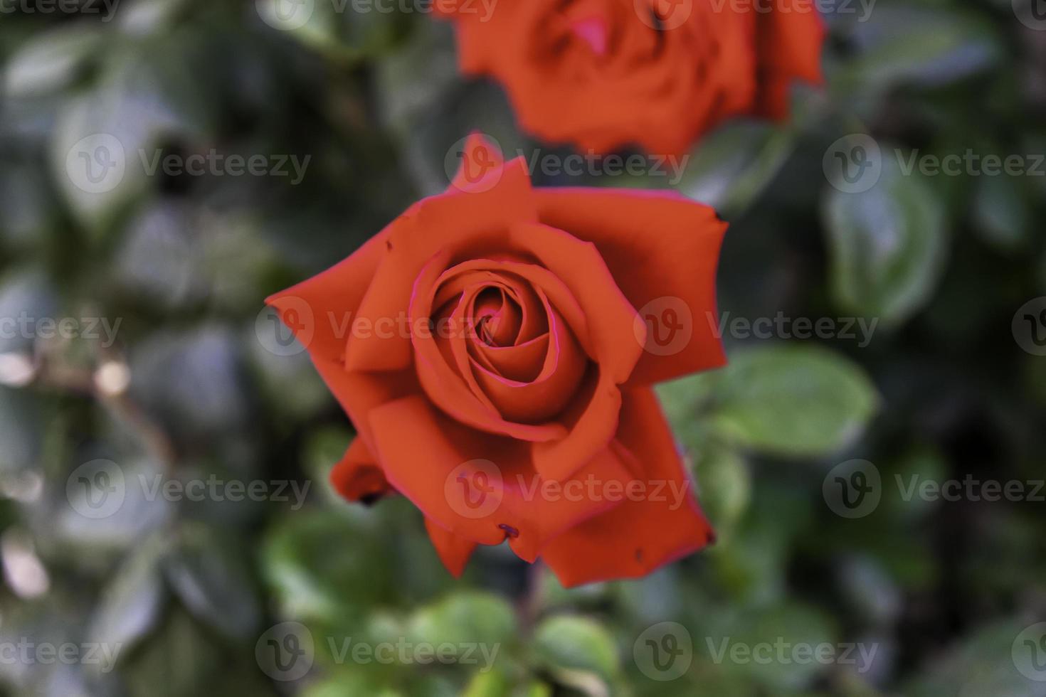 Rosebush of red roses photo