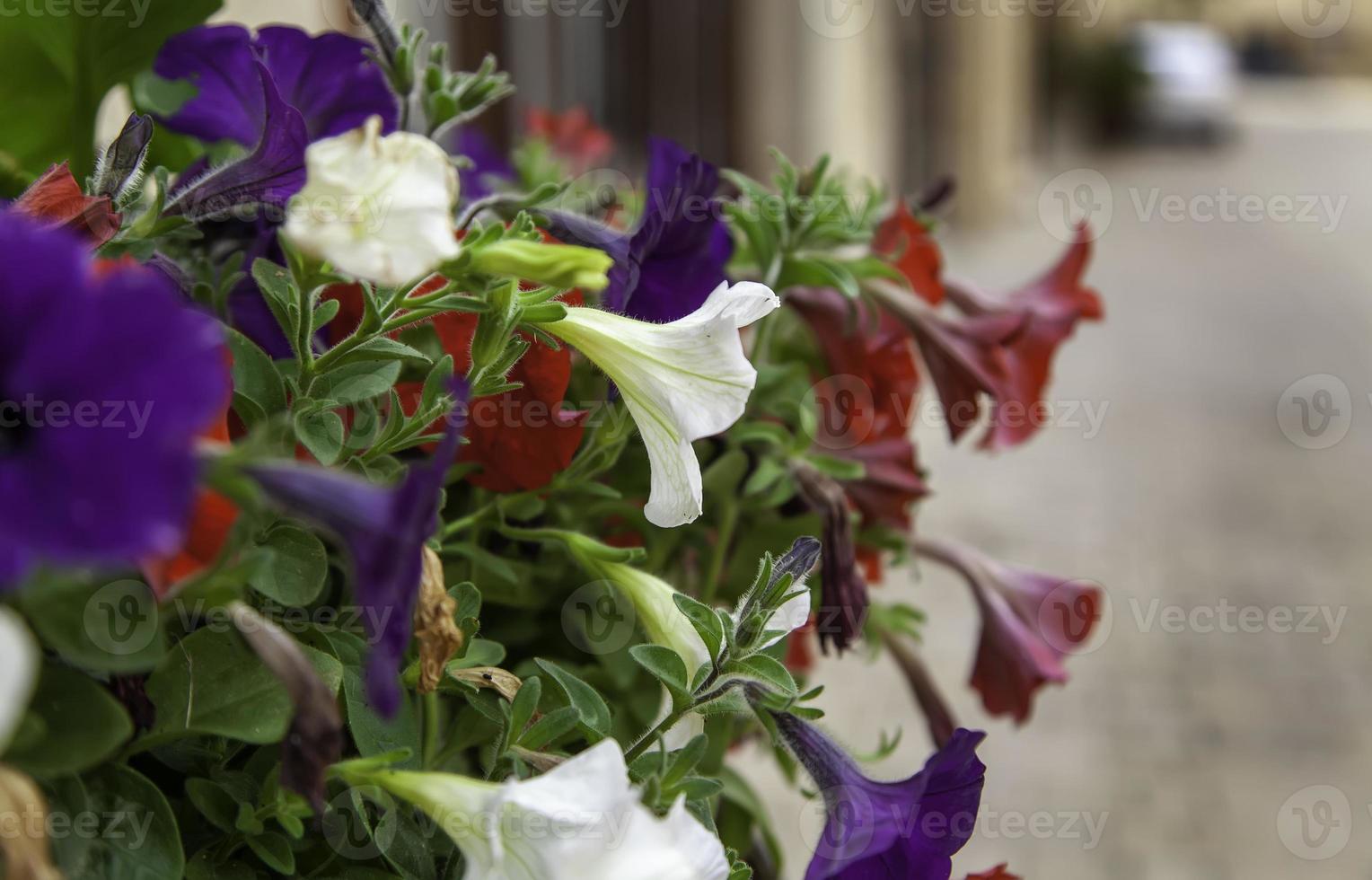 Colorful bell flowers photo