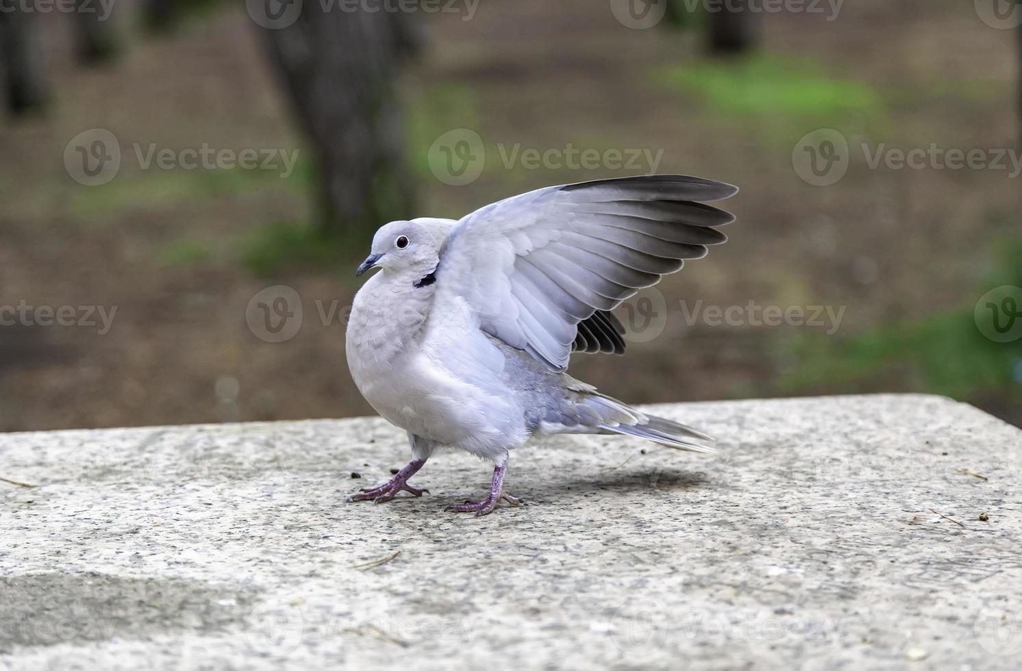 Pigeons on street photo