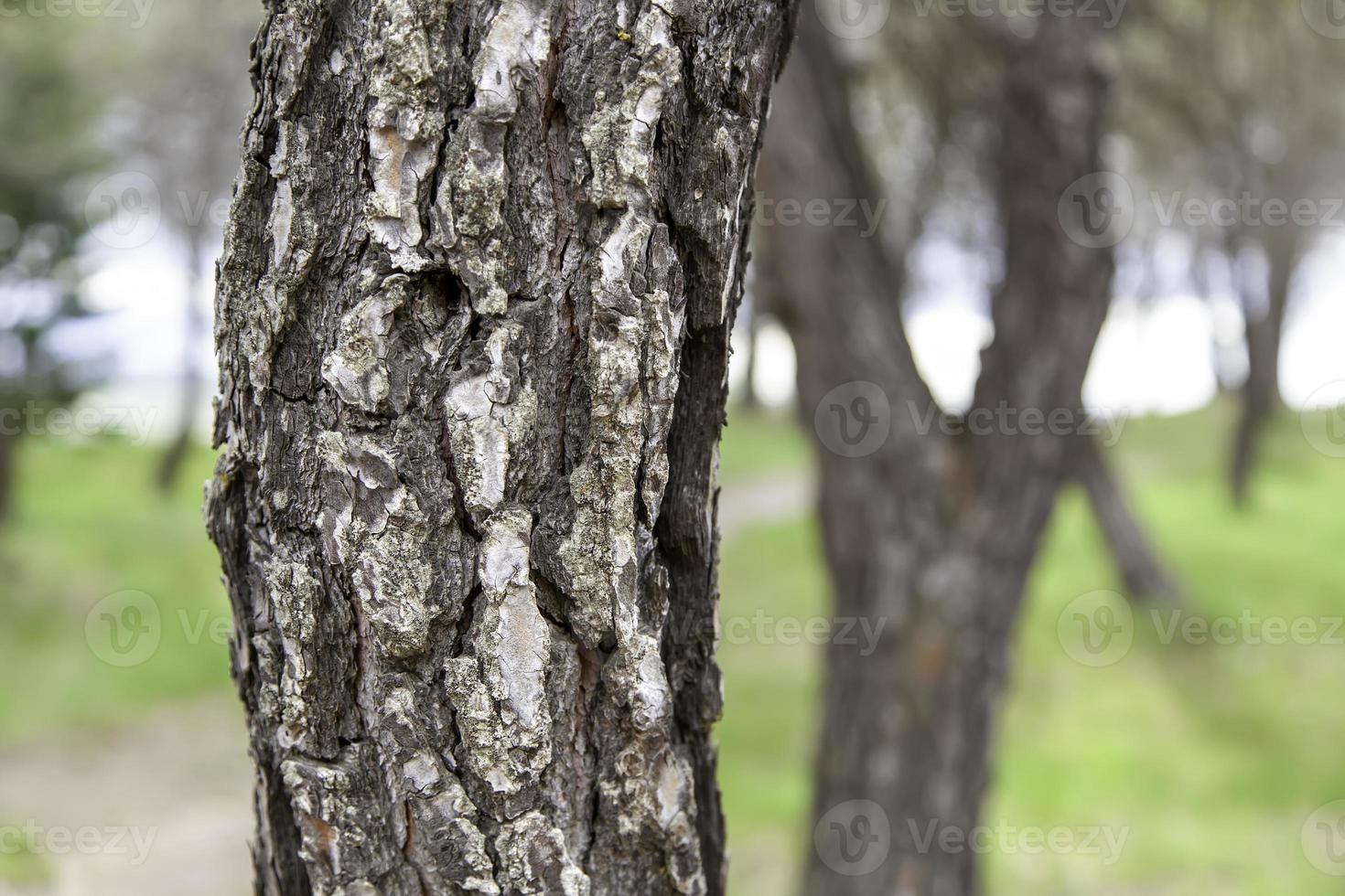 corteza de árbol en el bosque foto