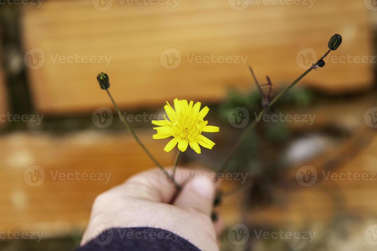 Yellow daisy in hand photo