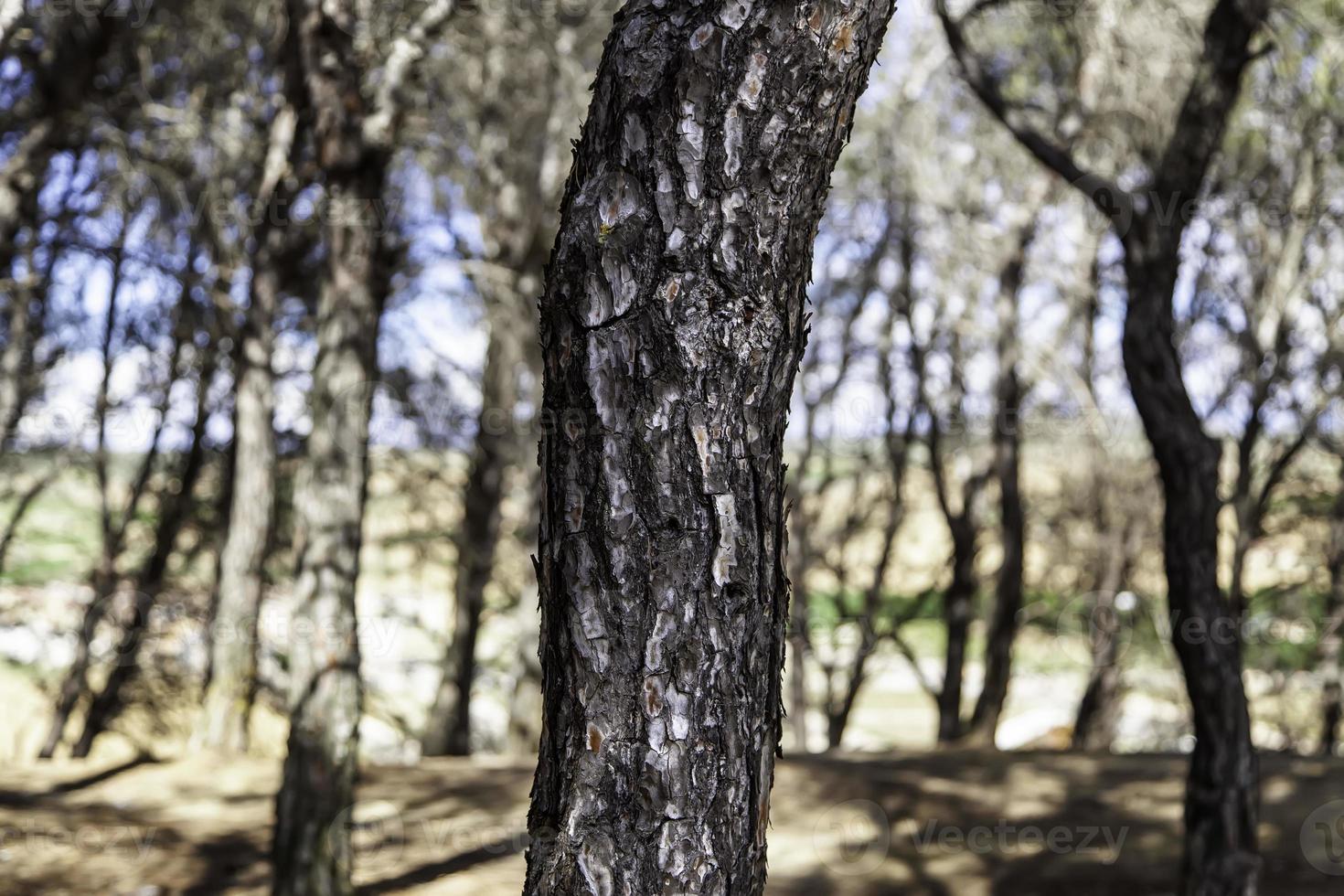 corteza de árbol en el bosque foto