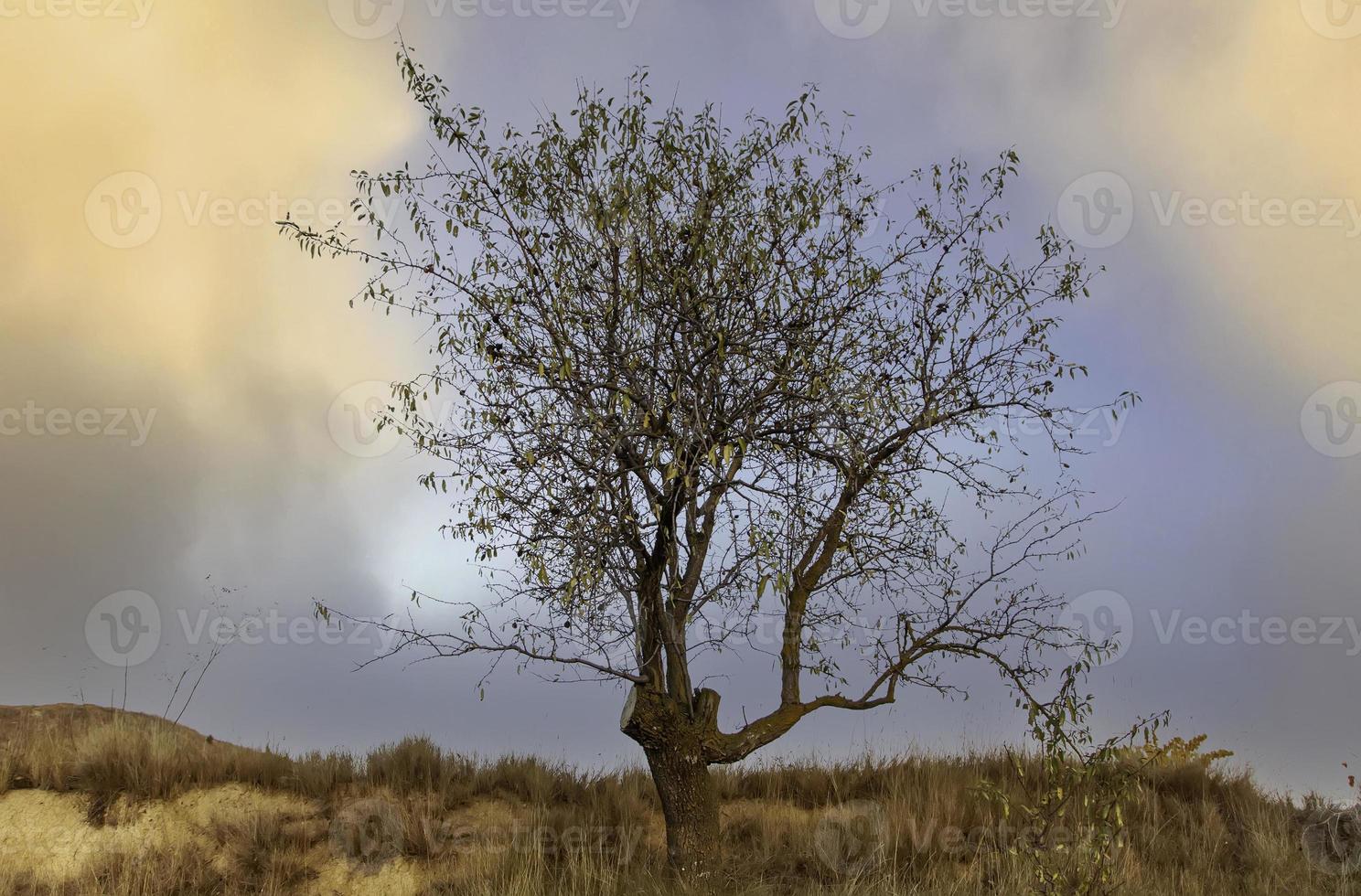 Olive tree in field photo