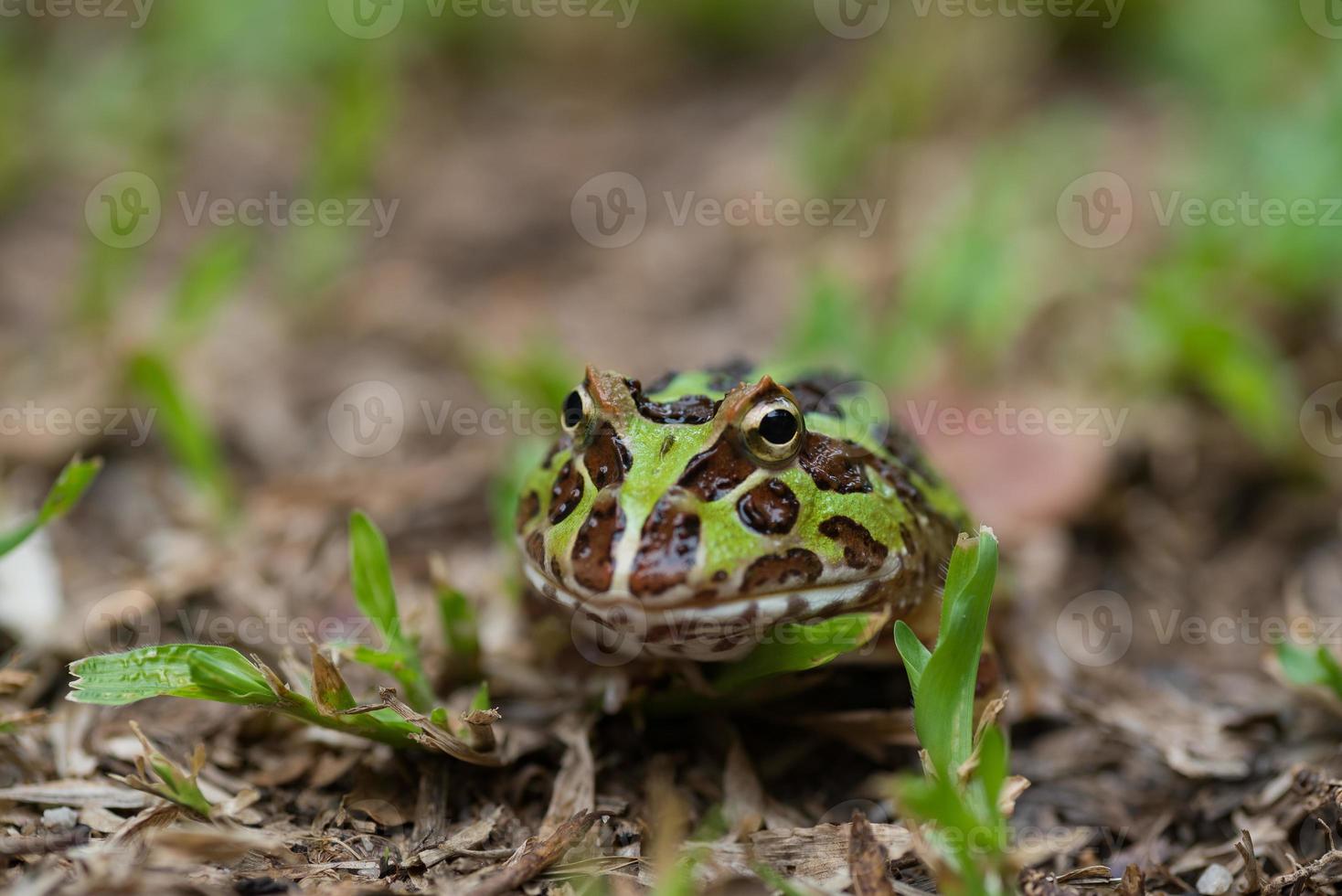 Closeup rana cornuda argentina en el suelo foto