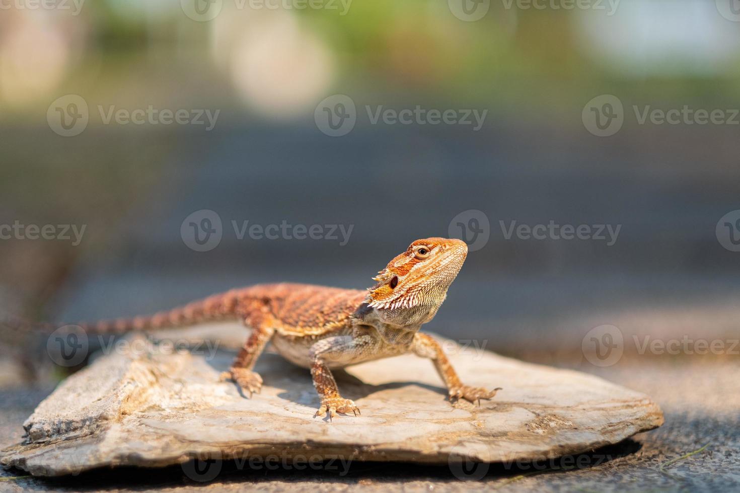 Bearded dragon on ground with blur background photo