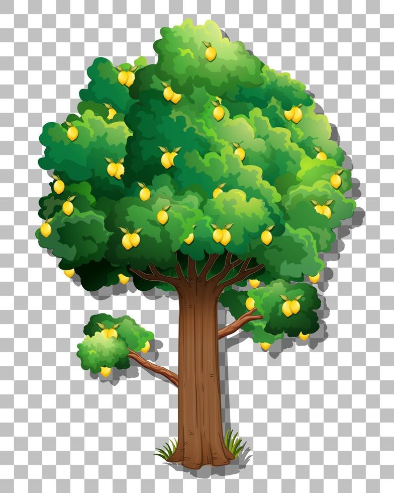 Lemon tree isolated vector