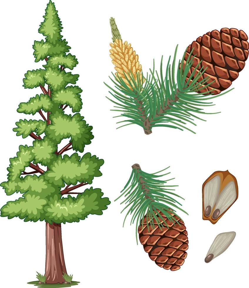 Set of pinecone and pine needles isolated vector