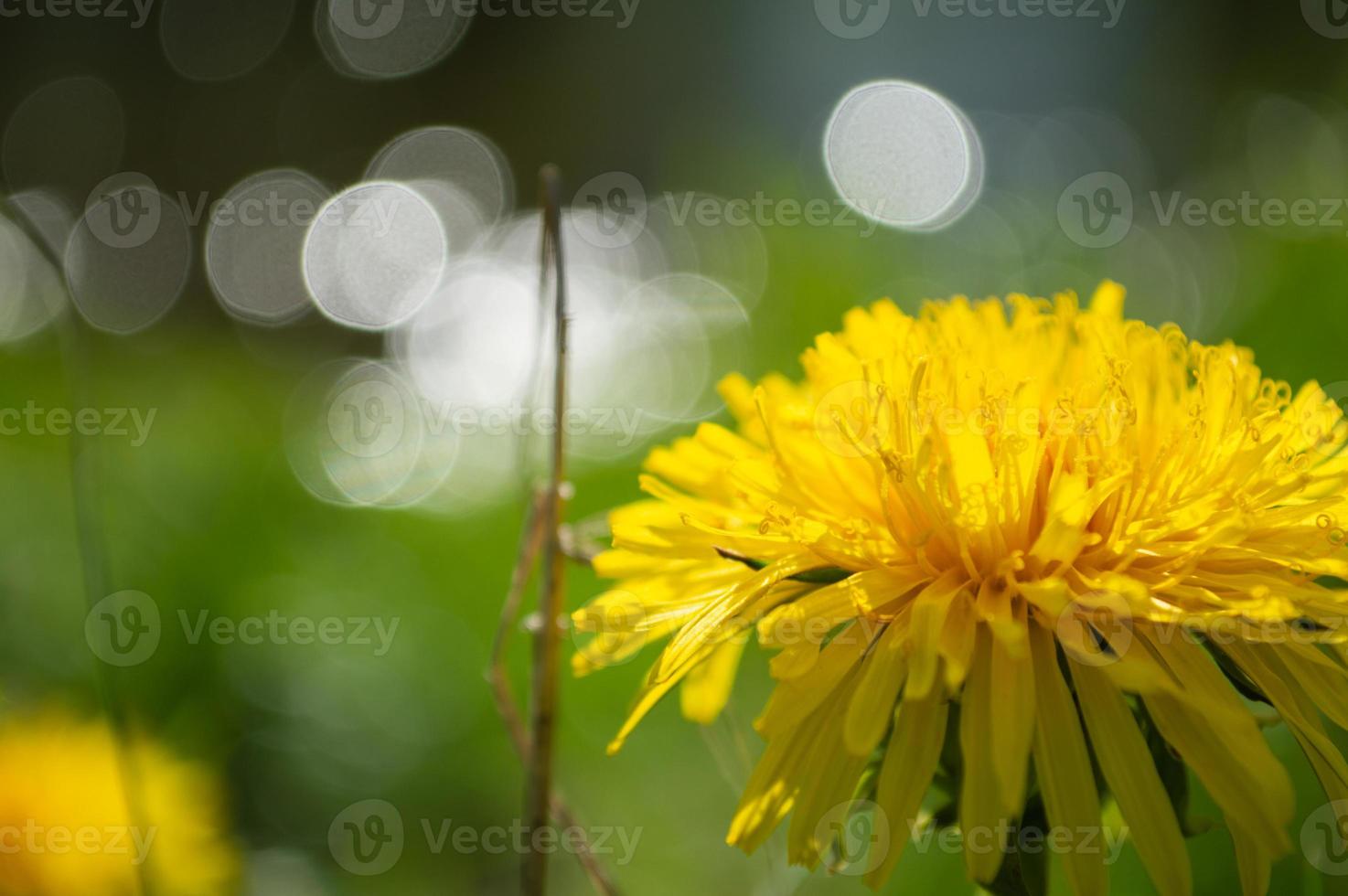 Yellow blooming flower of dandelion closeup on green field photo