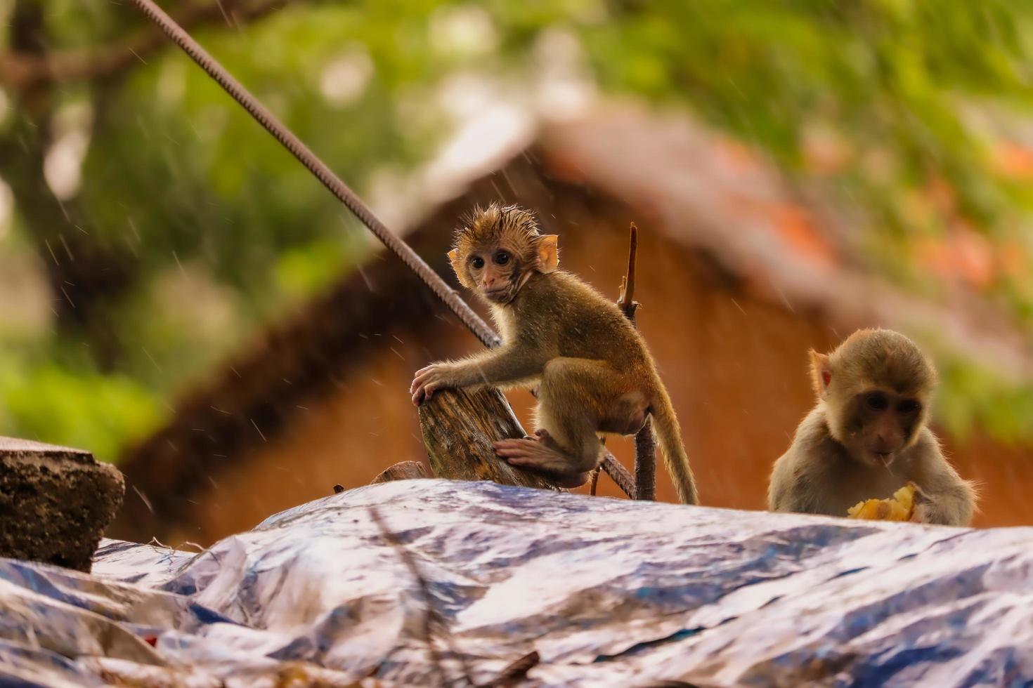 Baby monkey sitting on wall in rain photo