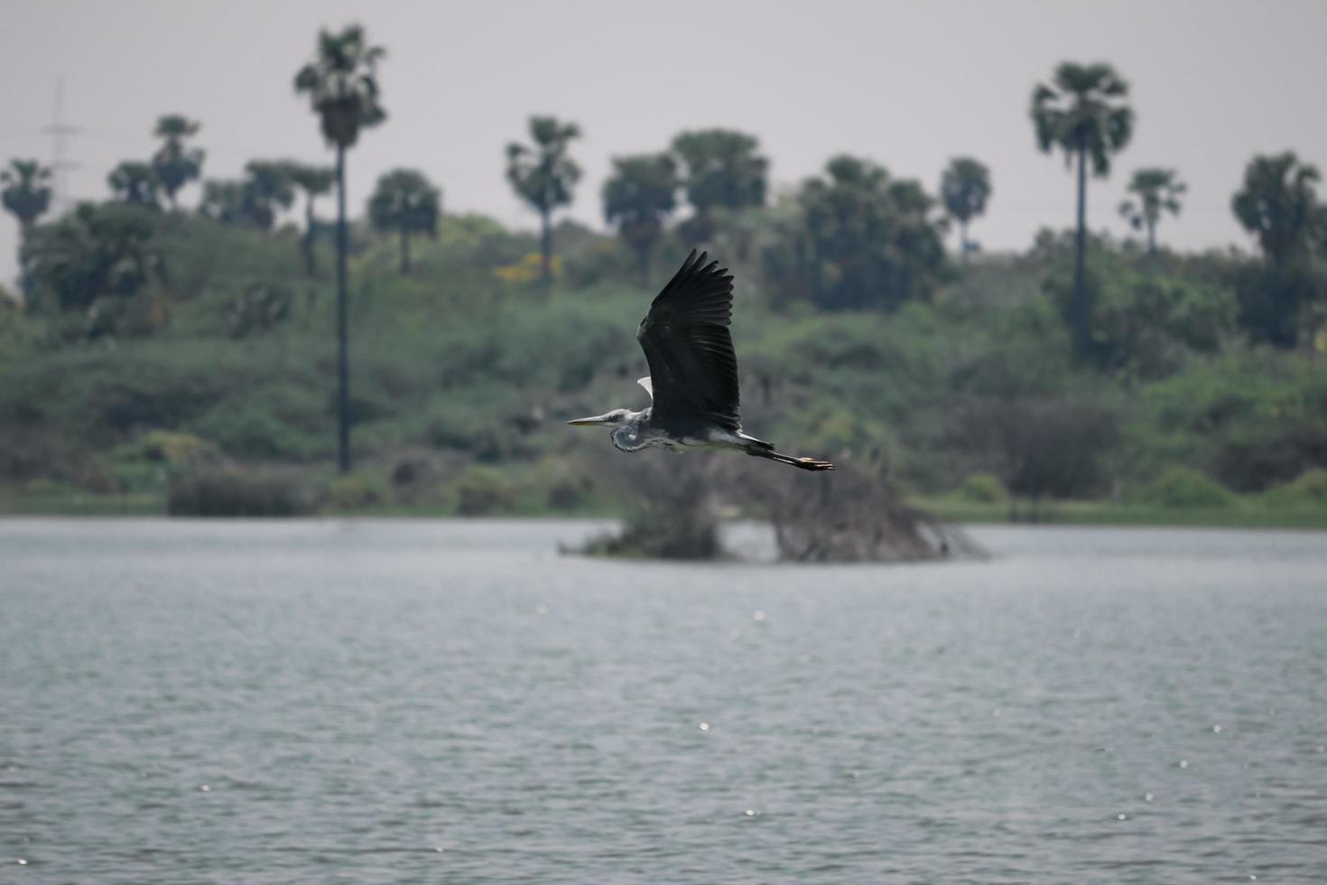 Bird flying on the river photo