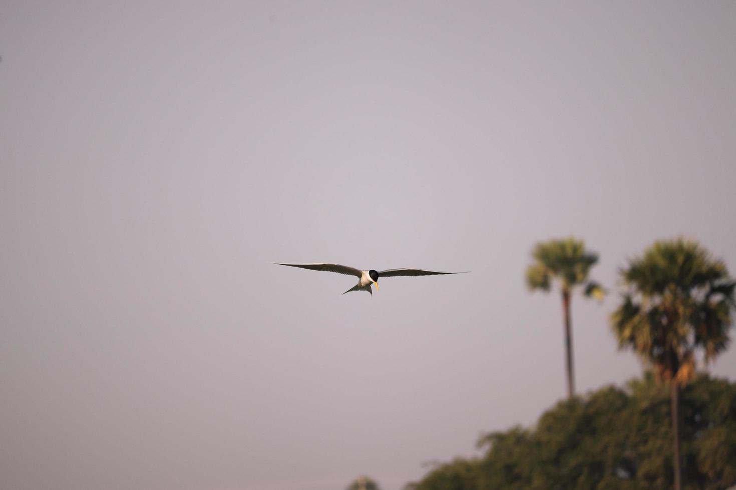 Bird flying on the river photo