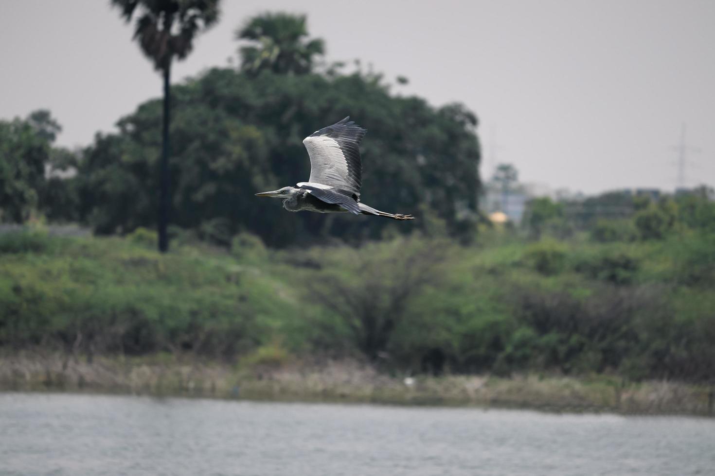 Bird flying on the river photo