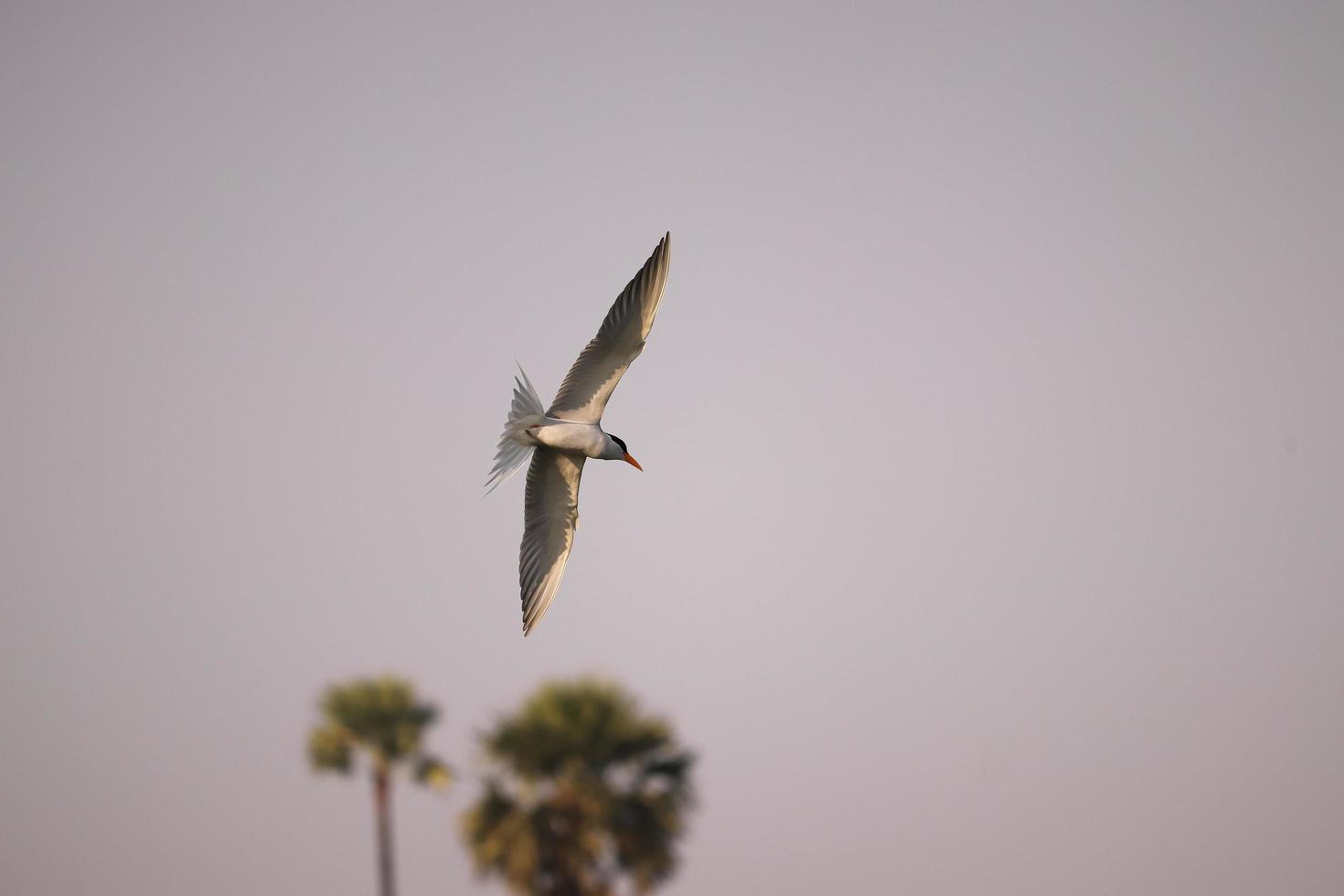 pájaro volando en el río foto