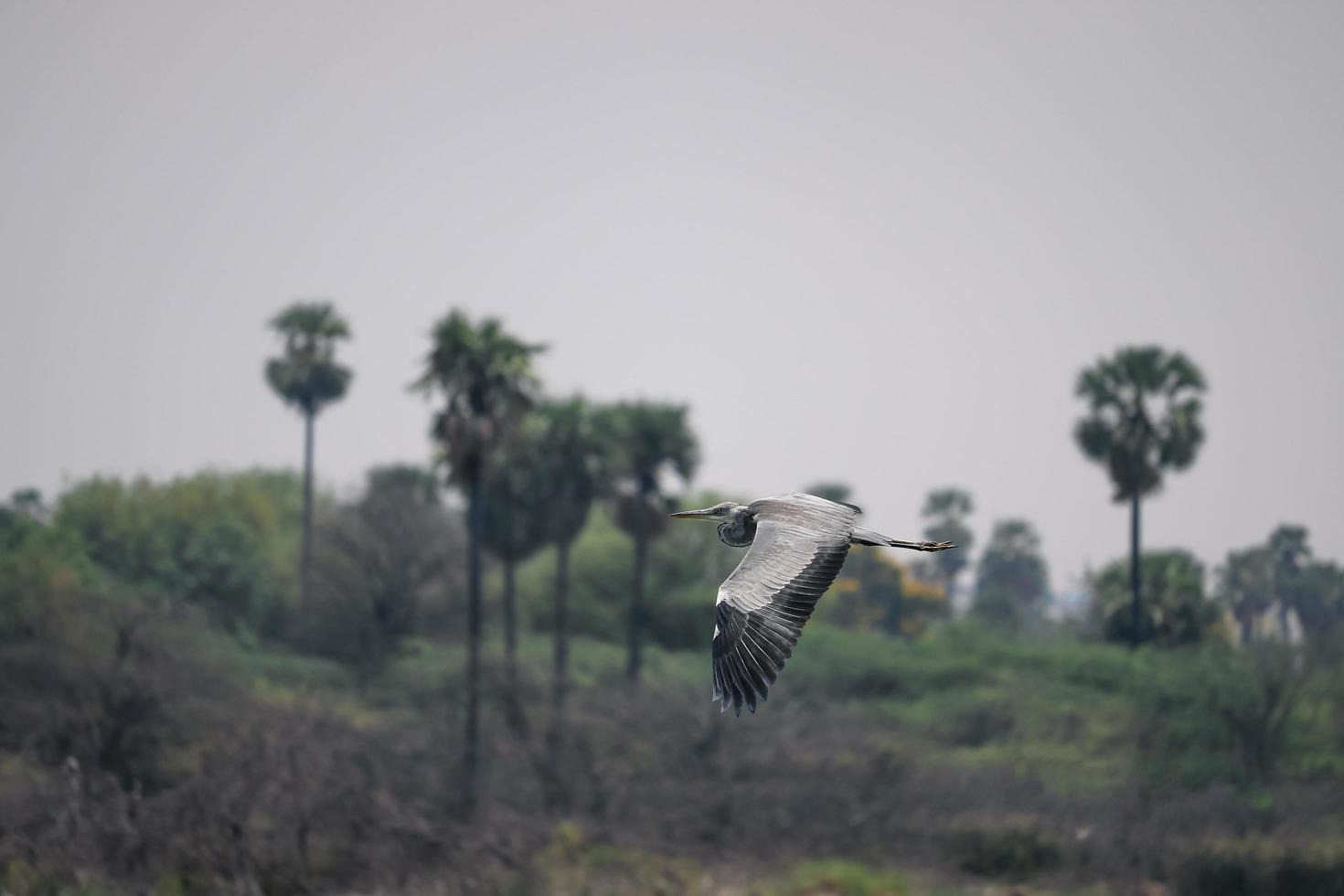 pájaro volando en el río foto