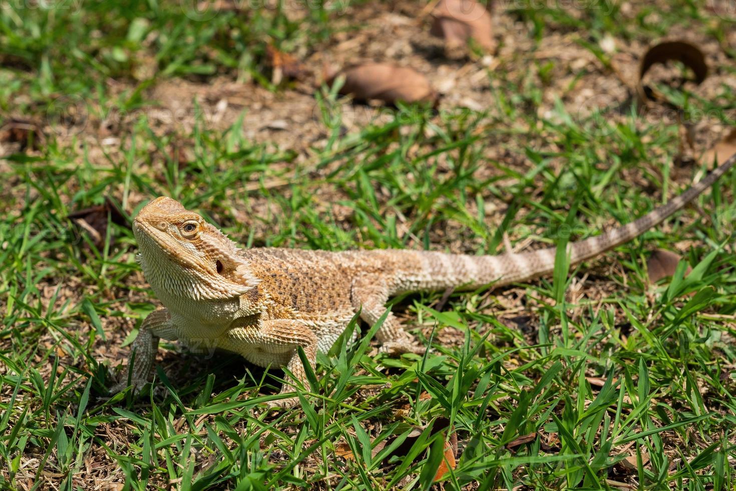 Bearded dragon on the ground with blur background photo