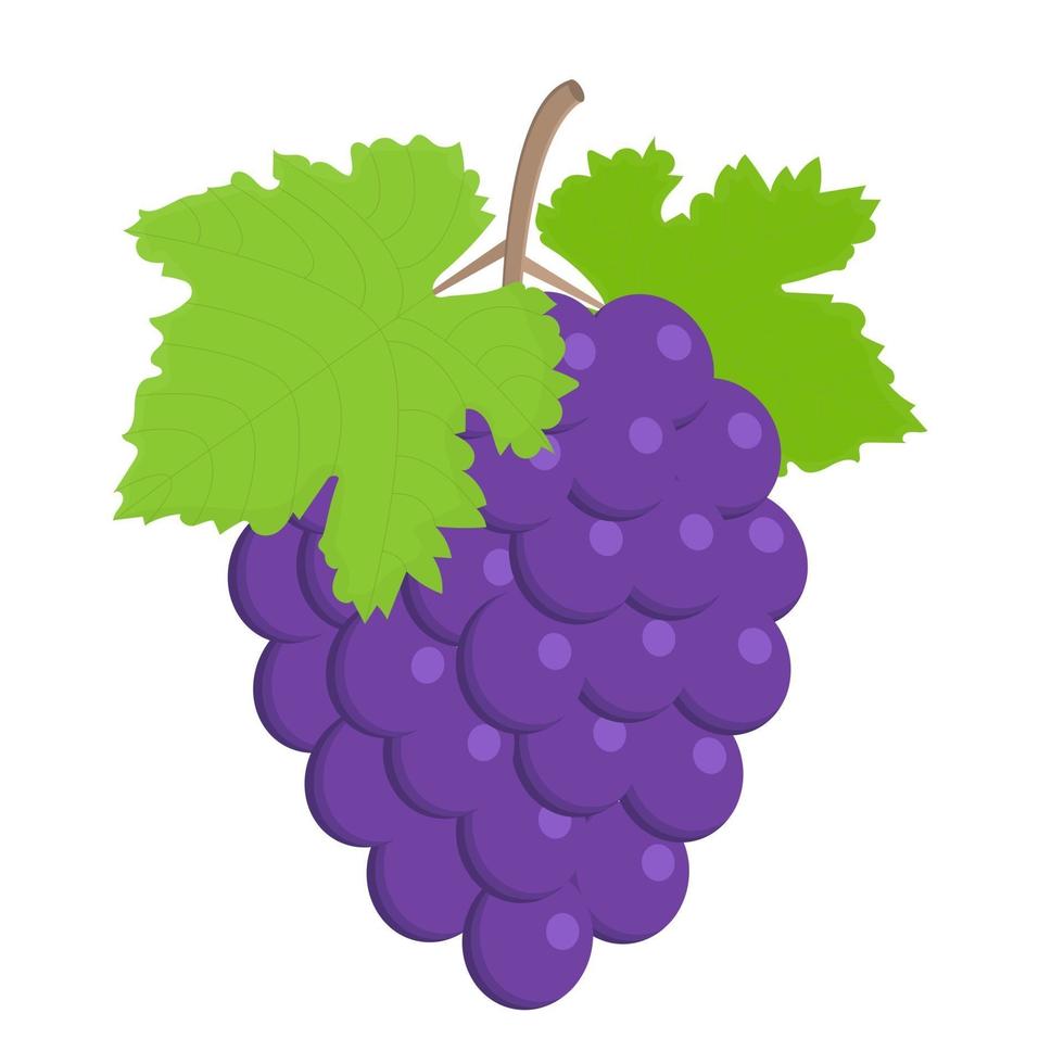 Bunch of purple wine grapes with leaves vector