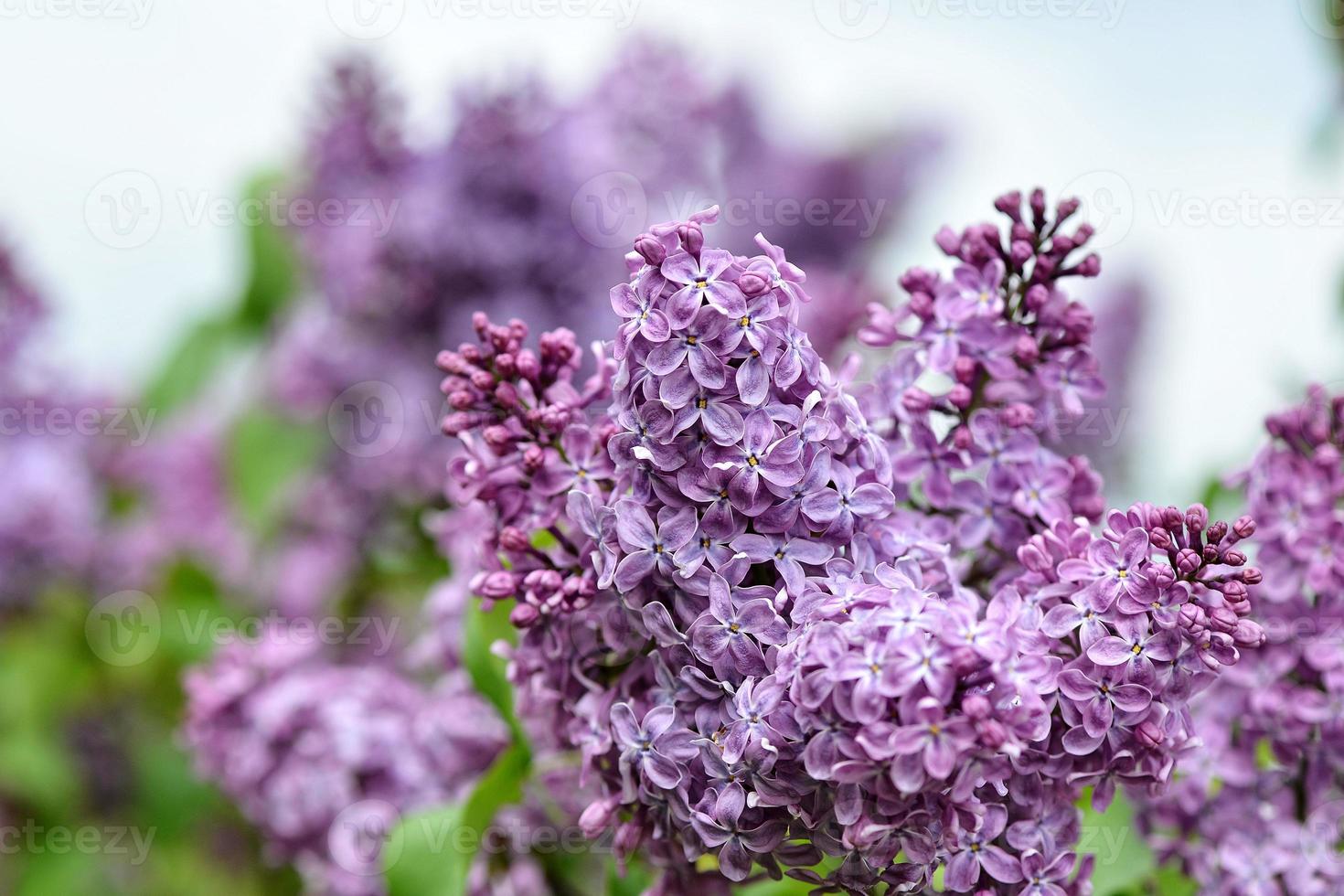 Selective focus close-up abstract photography. Lilac blooms in the garden. photo