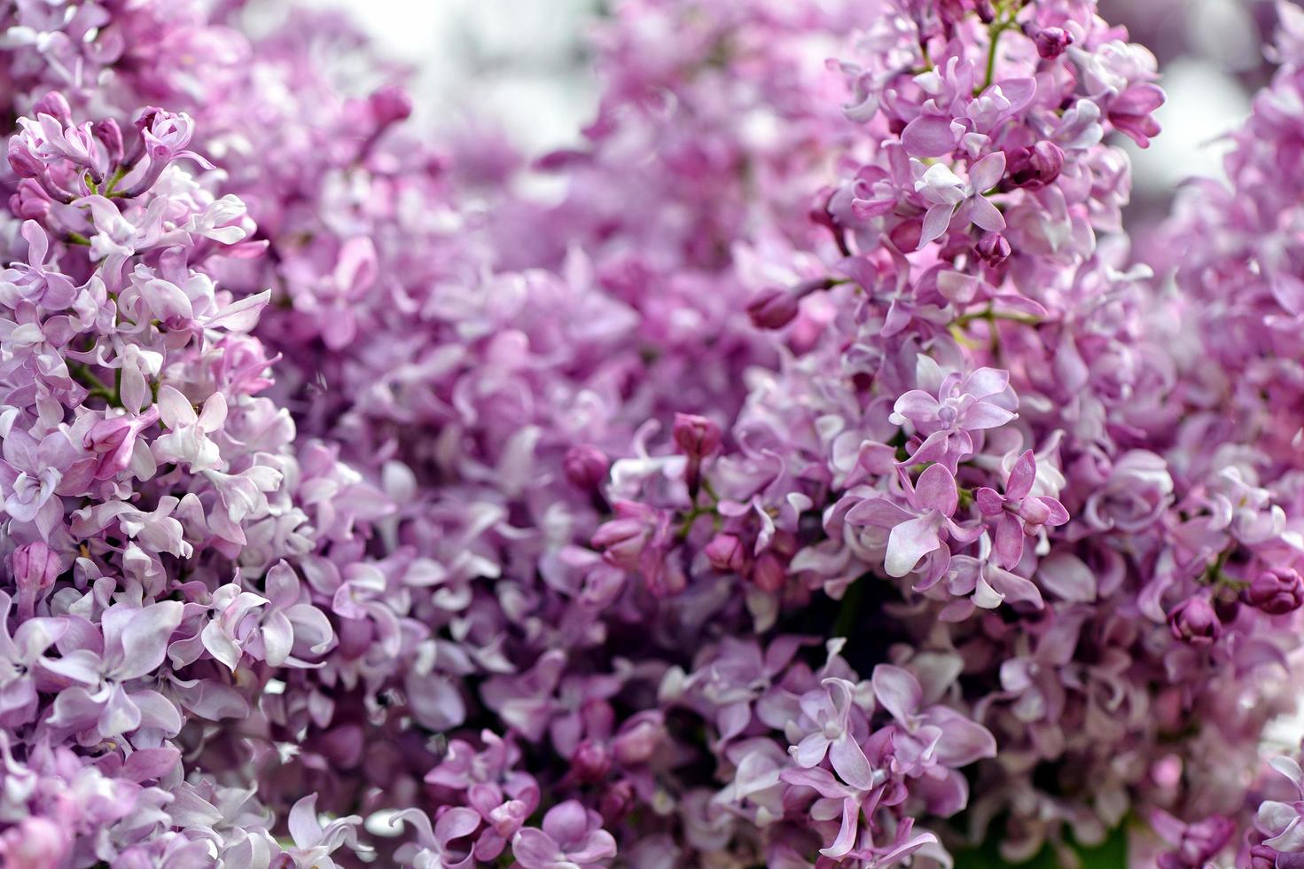 Selective focus close-up abstract photography. Lilac blooms in the garden. photo