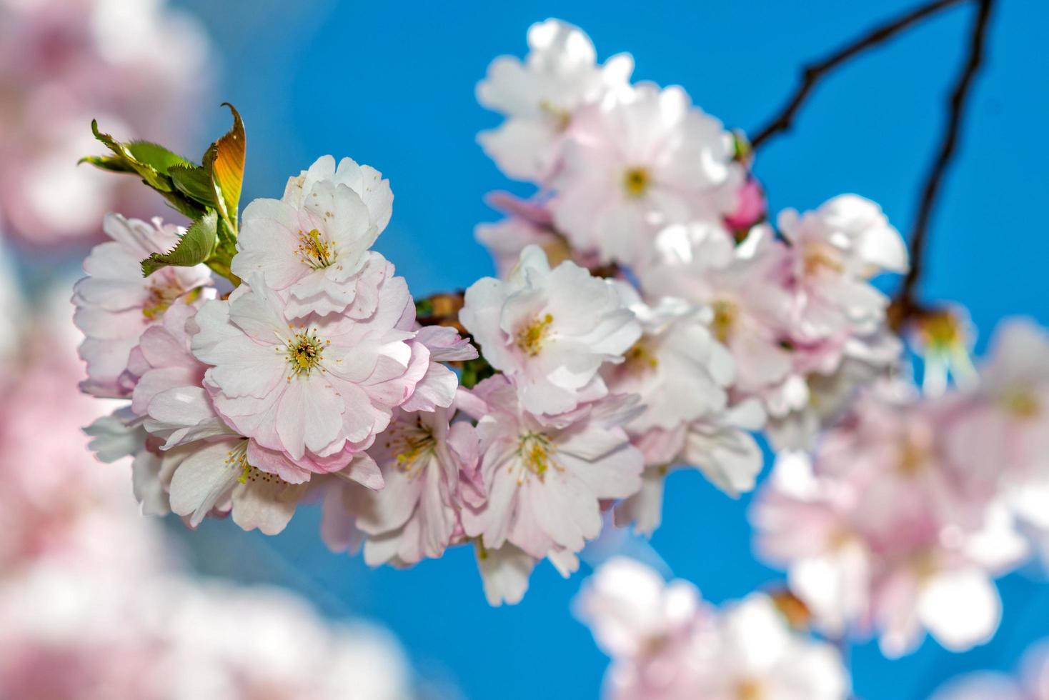 Selective focus close-up photography. Beautiful cherry blossom sakura in spring time over blue sky. photo