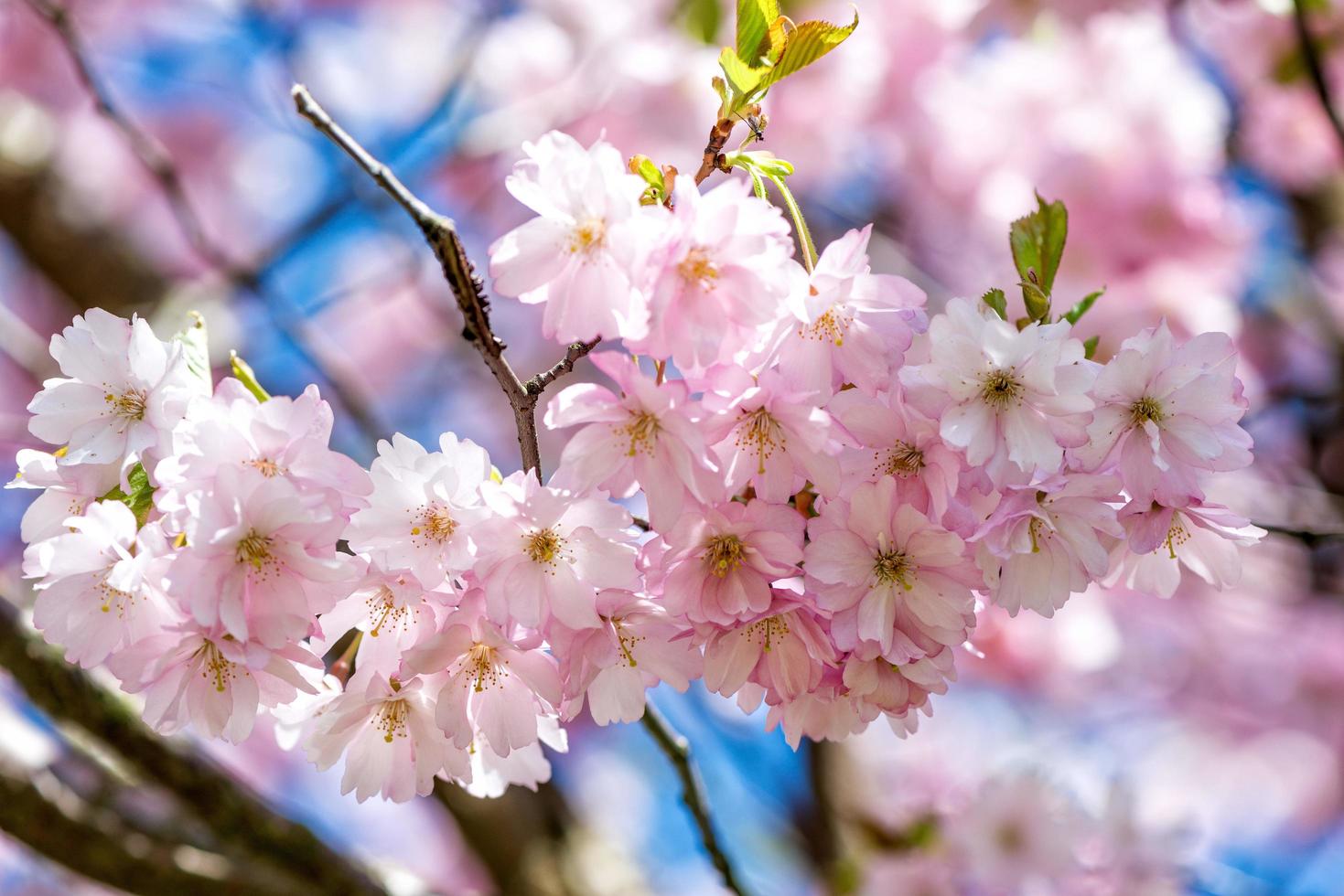 fotografía de primer plano de enfoque selectivo. hermosa flor de cerezo sakura en primavera sobre el cielo azul. foto