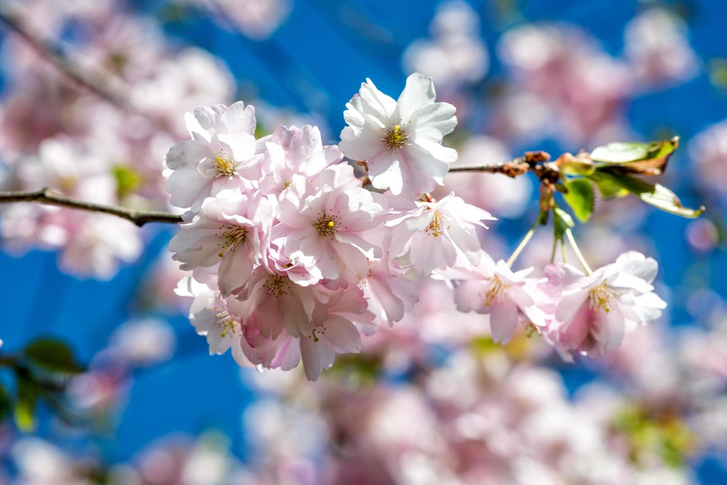 fotografía de primer plano de enfoque selectivo. hermosa flor de cerezo sakura en primavera sobre el cielo azul. foto