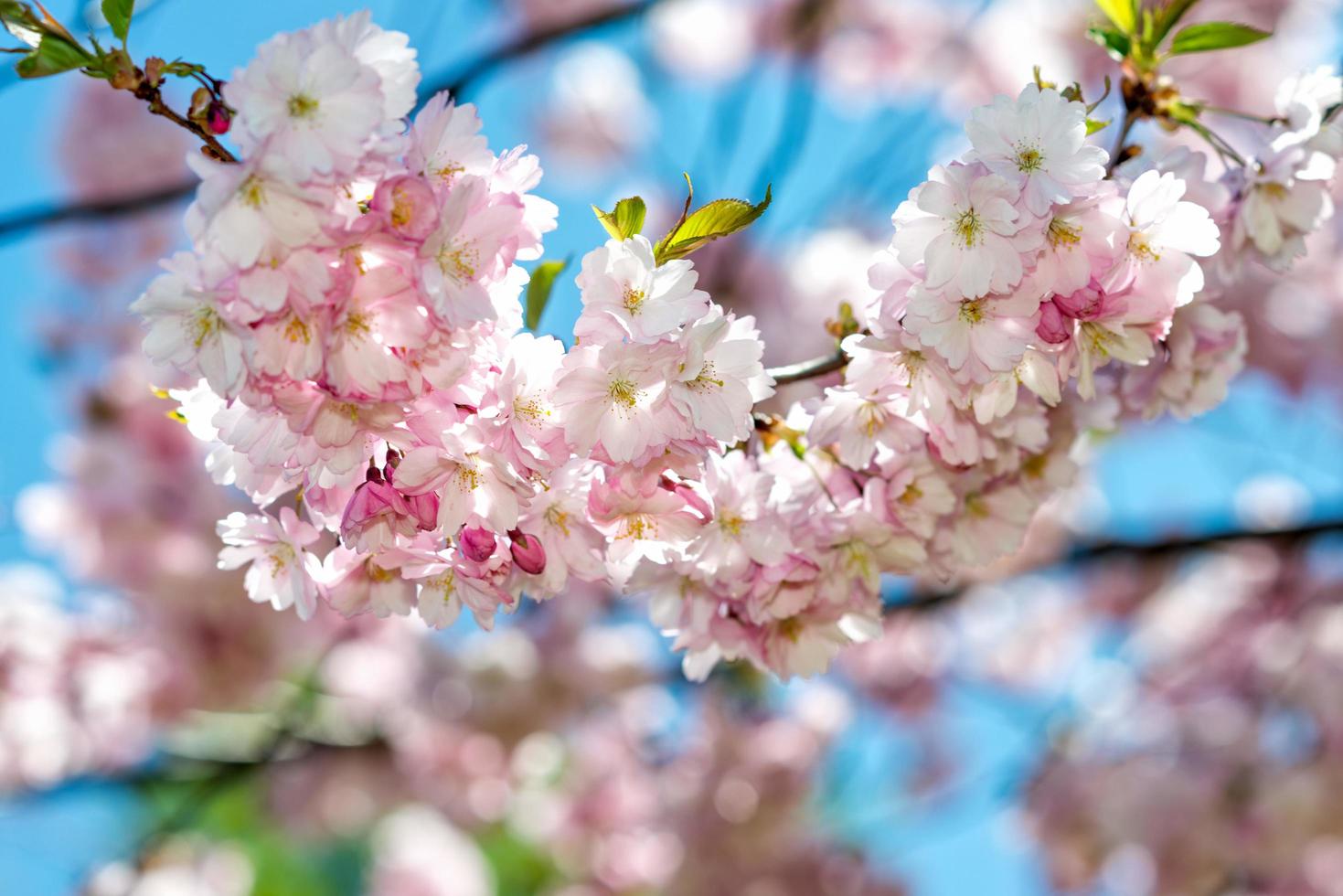 Selective focus close-up photography. Beautiful cherry blossom sakura in spring time over blue sky. photo