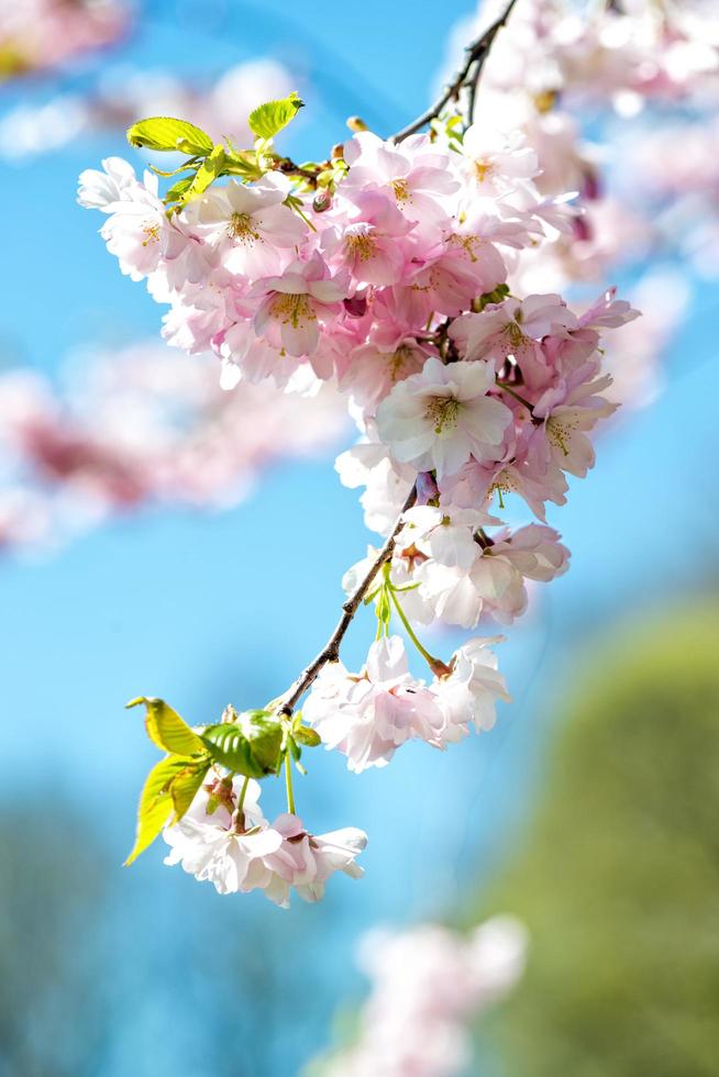 fotografía de primer plano de enfoque selectivo. hermosa flor de cerezo sakura en primavera sobre el cielo azul. foto