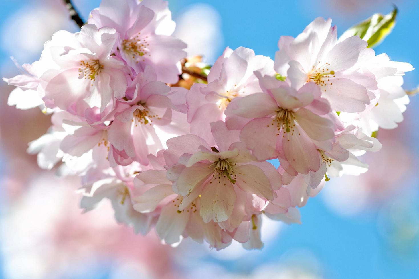 Selective focus close-up photography. Beautiful cherry blossom sakura in spring time over blue sky. photo